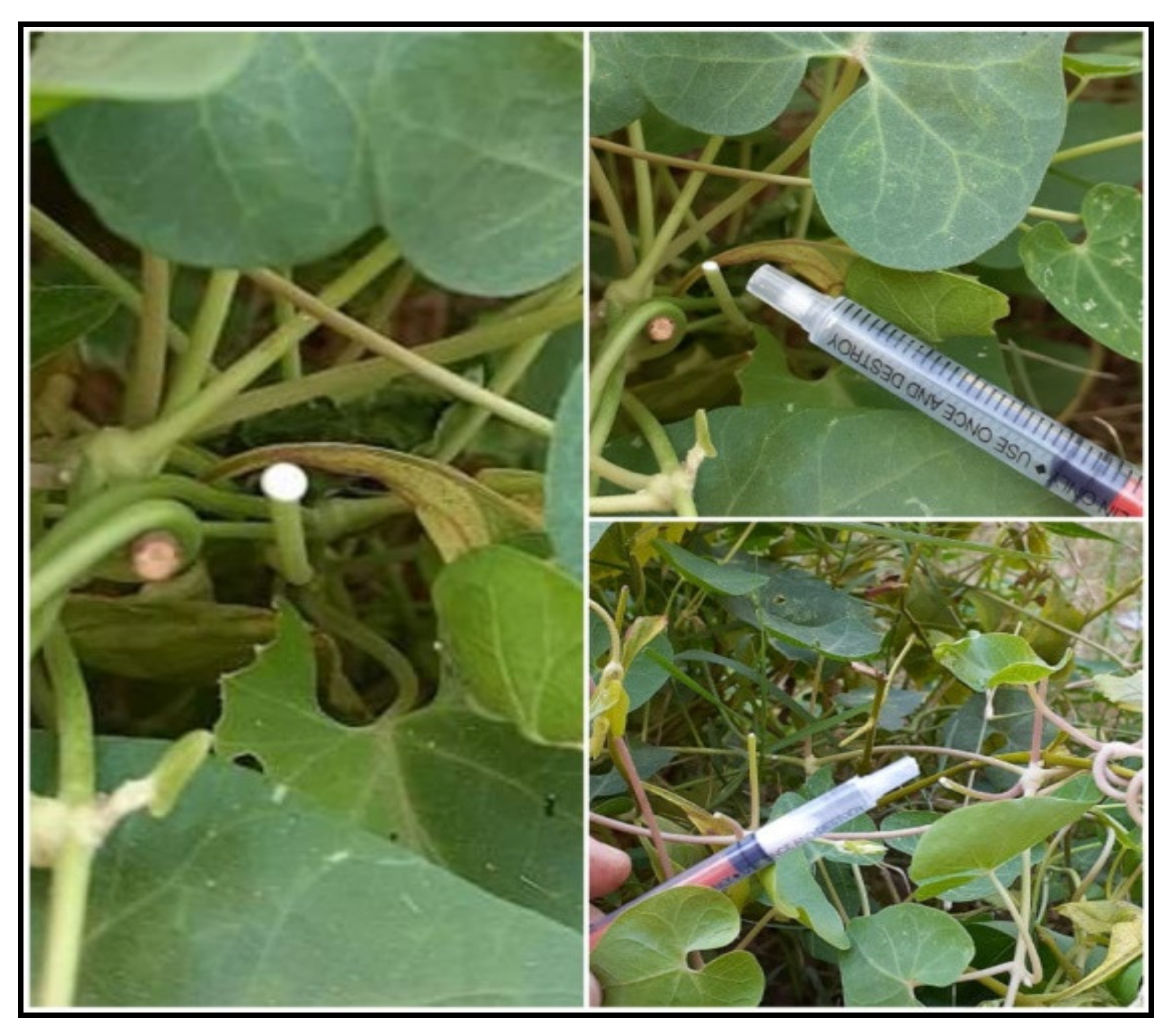 Plants 12 00172 g013 Plants 12 00172 g013