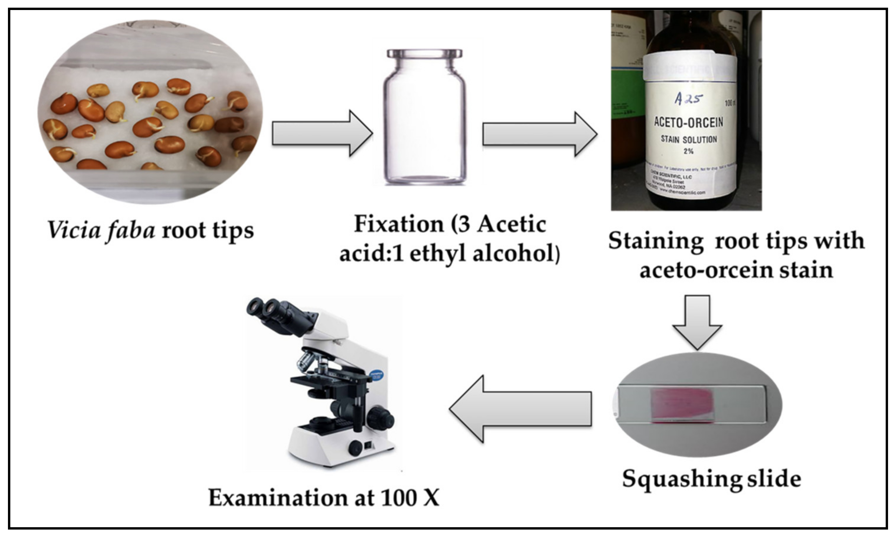 Plants 12 00172 g014 Plants 12 00172 g014