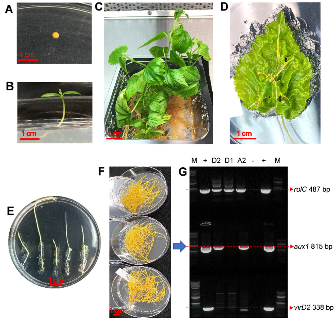 Plants 12 00175 g002