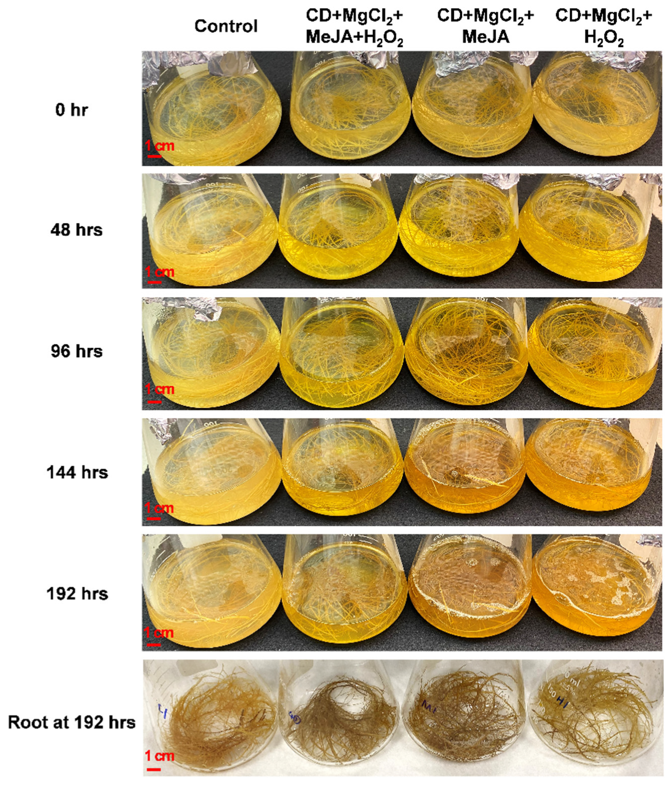 Plants 12 00175 g003