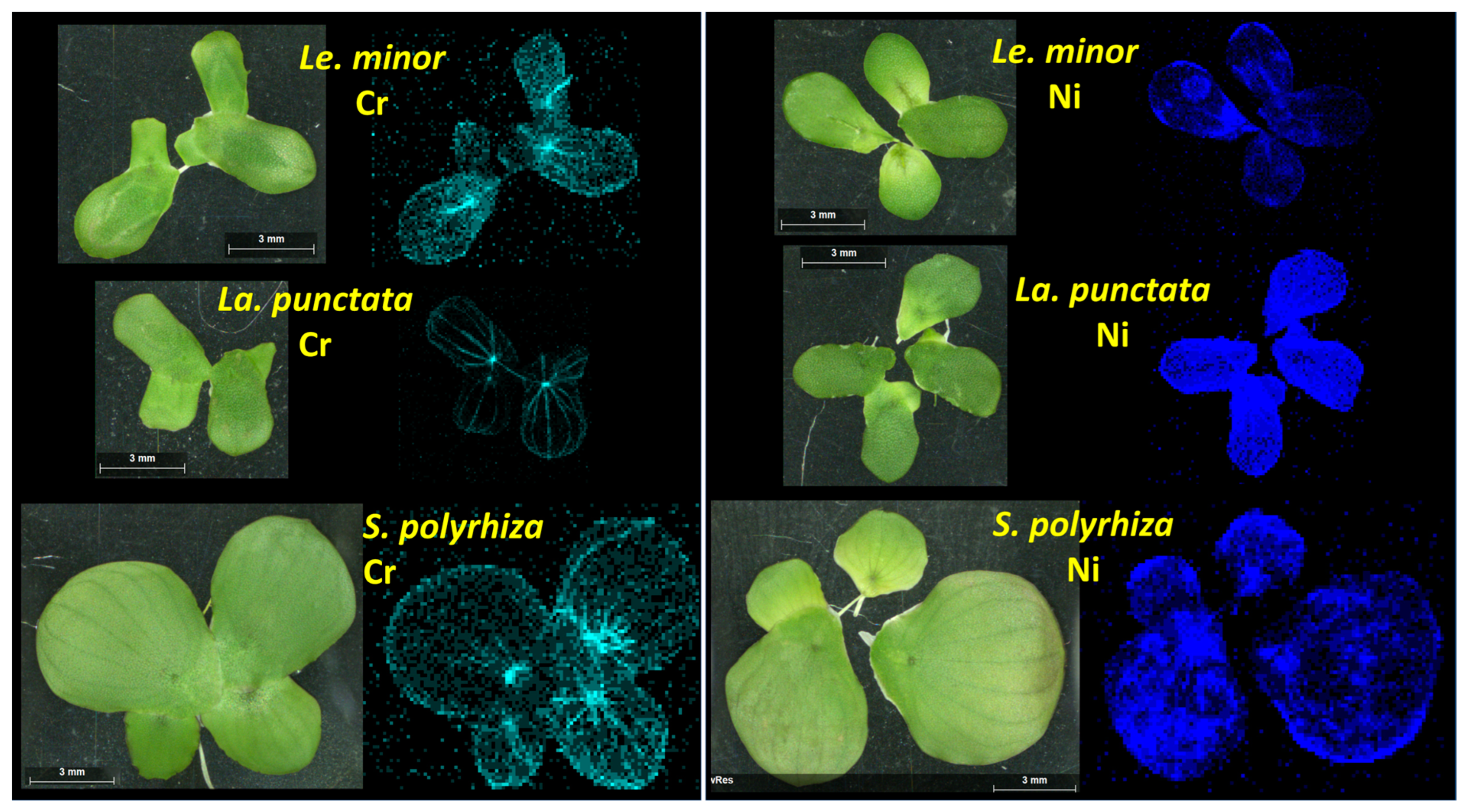 Plants 12 00180 g006
