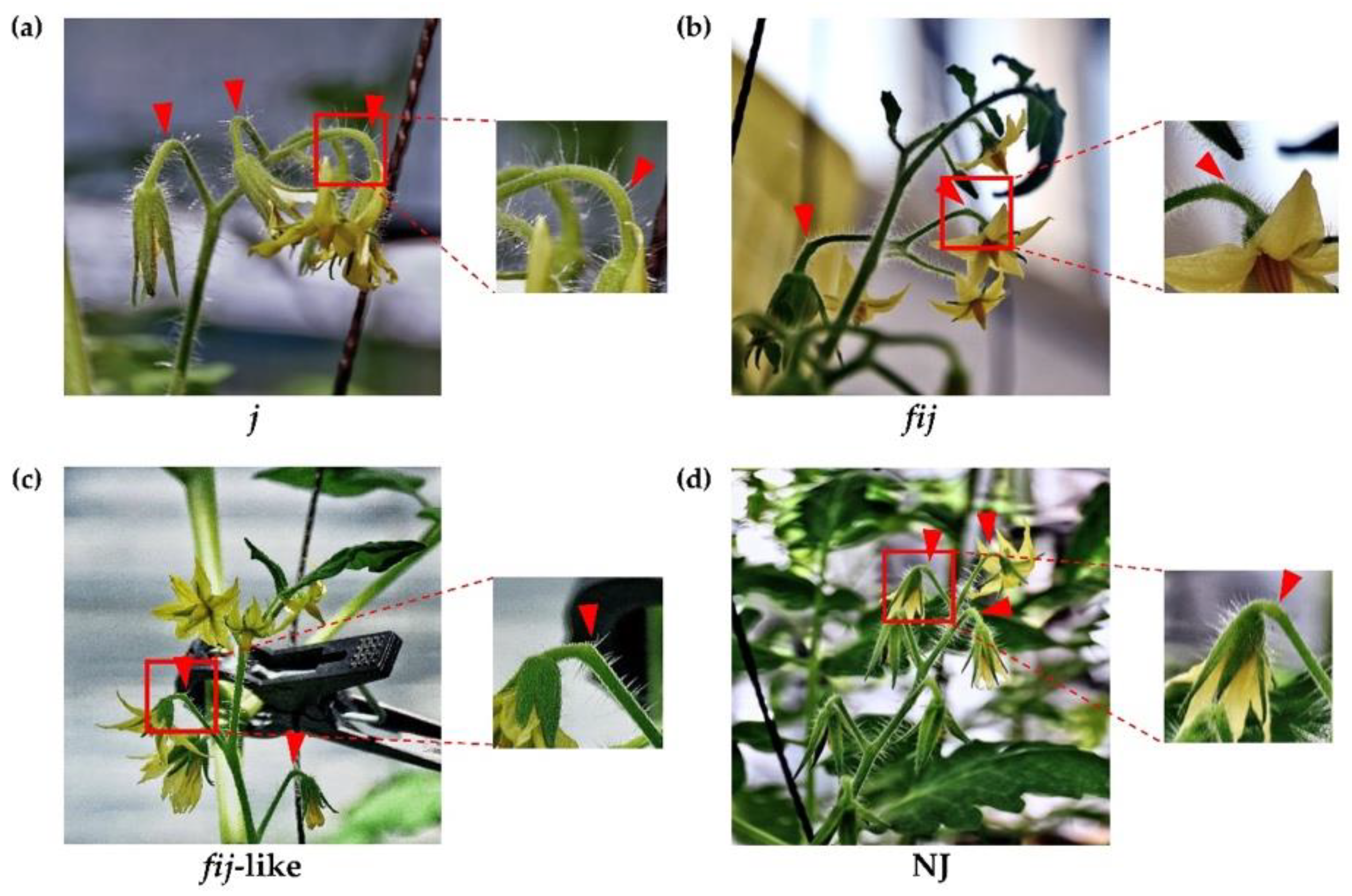 Plants 12 00185 g001 Plants 12 00185 g001