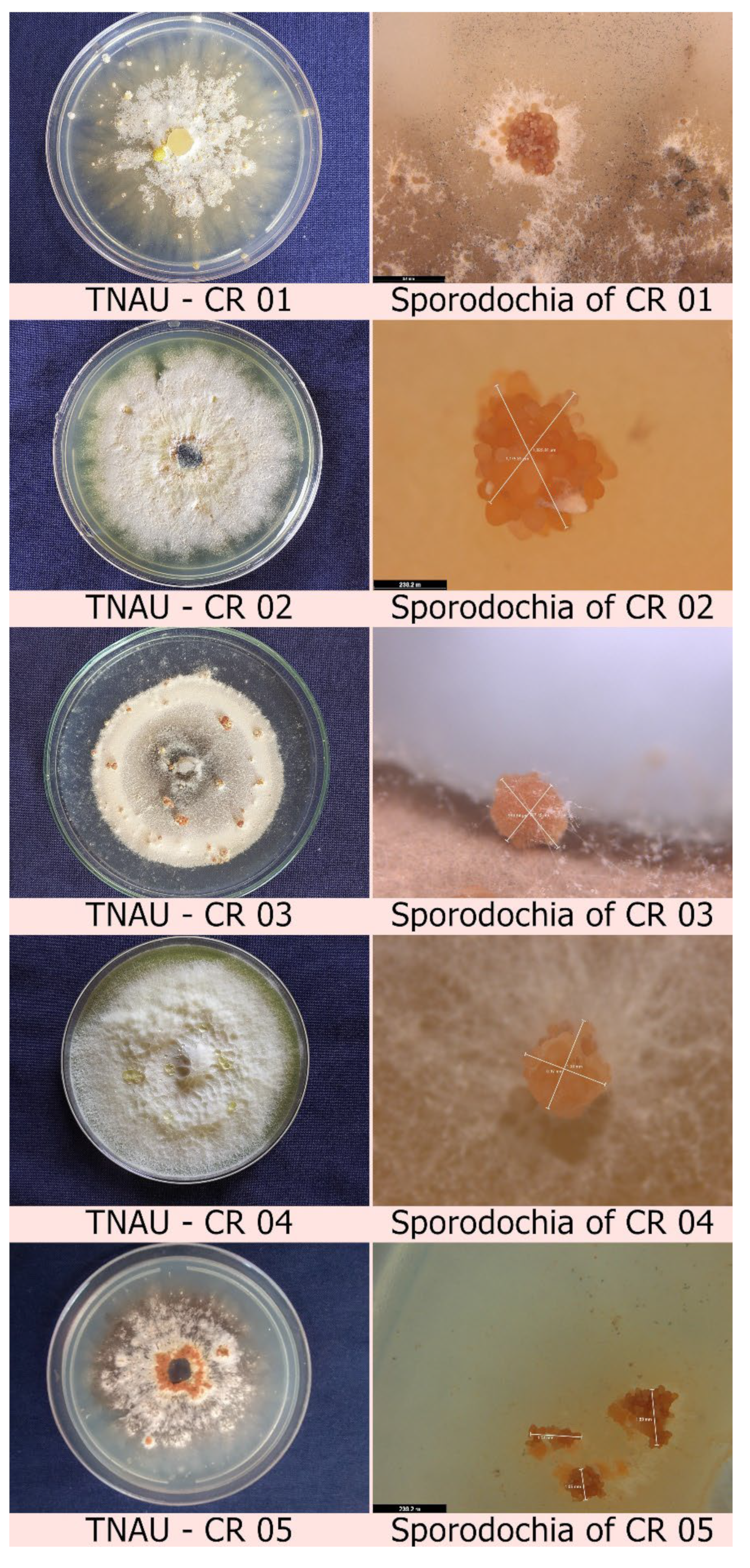 Plants 12 00199 g001