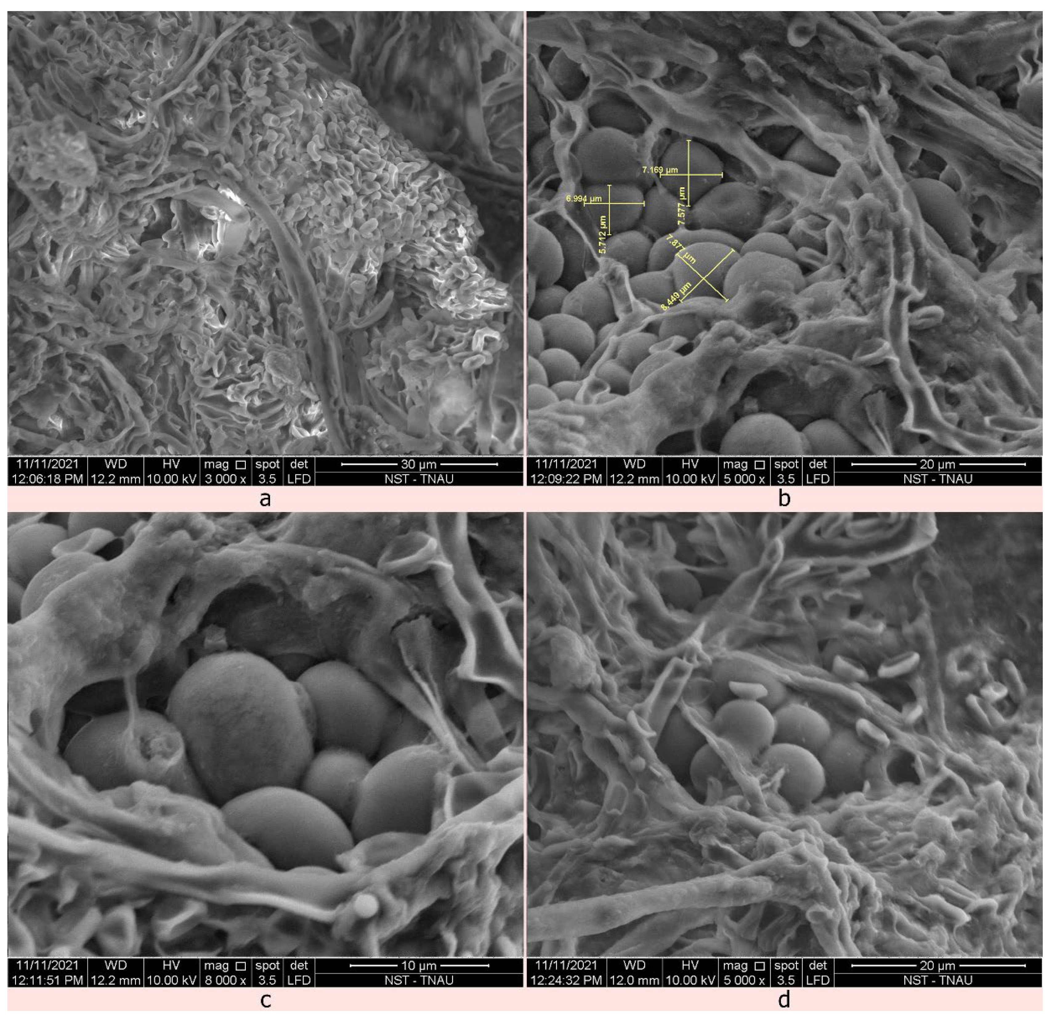 Plants 12 00199 g005