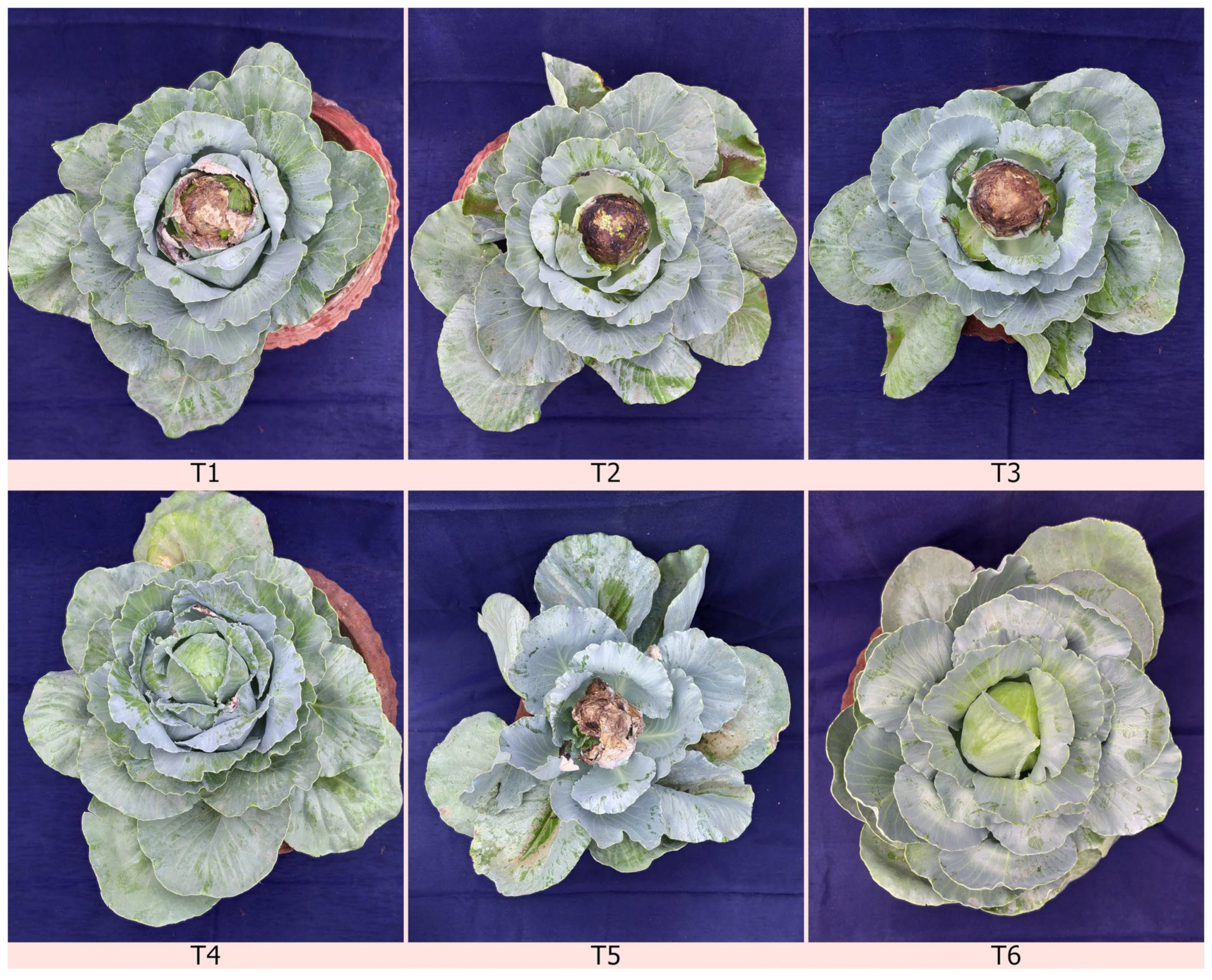 Plants 12 00199 g006