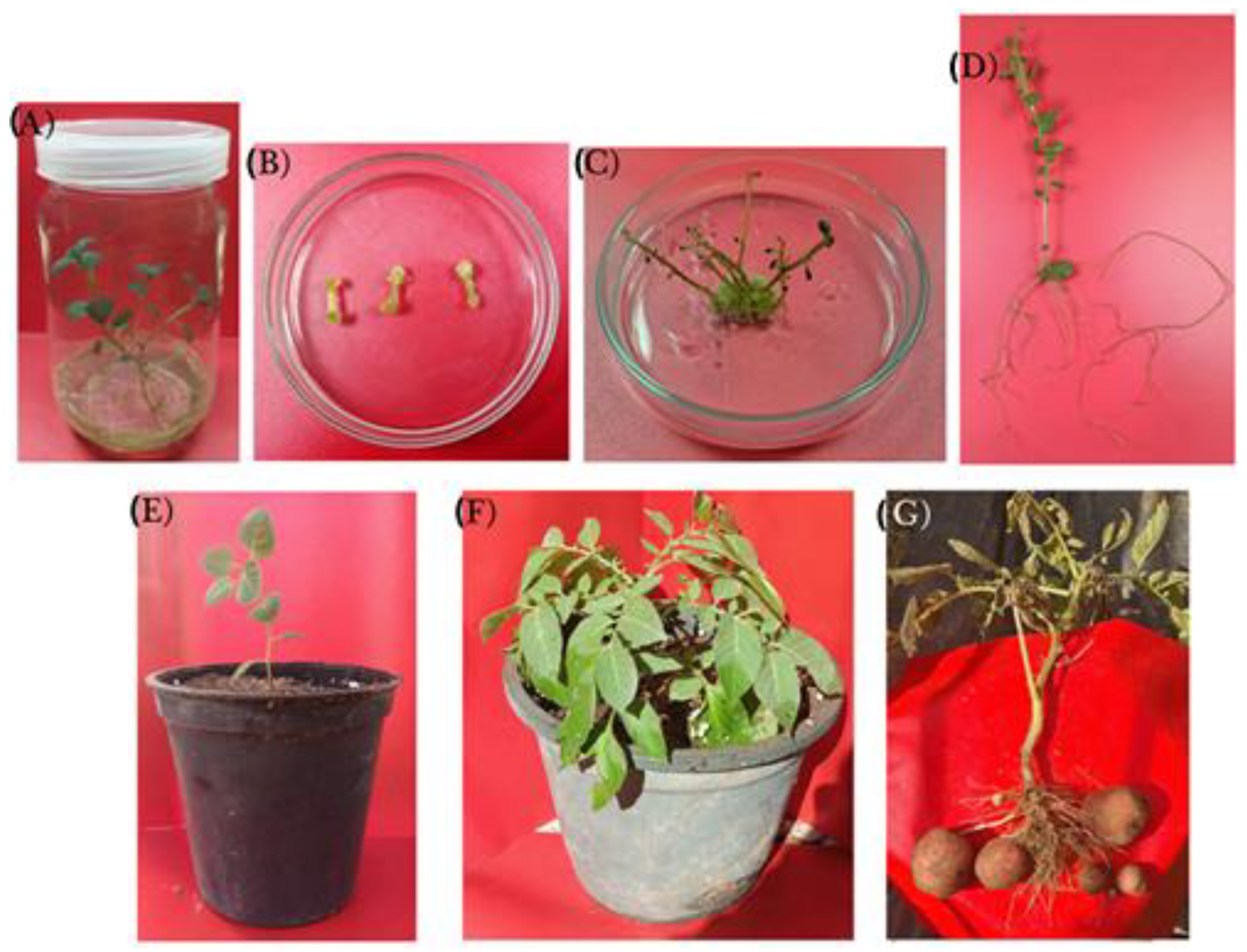 Plants 12 00232 g001