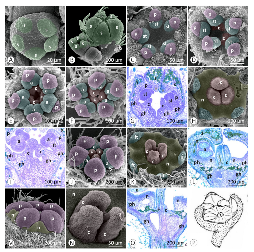 Plants 12 00247 g003