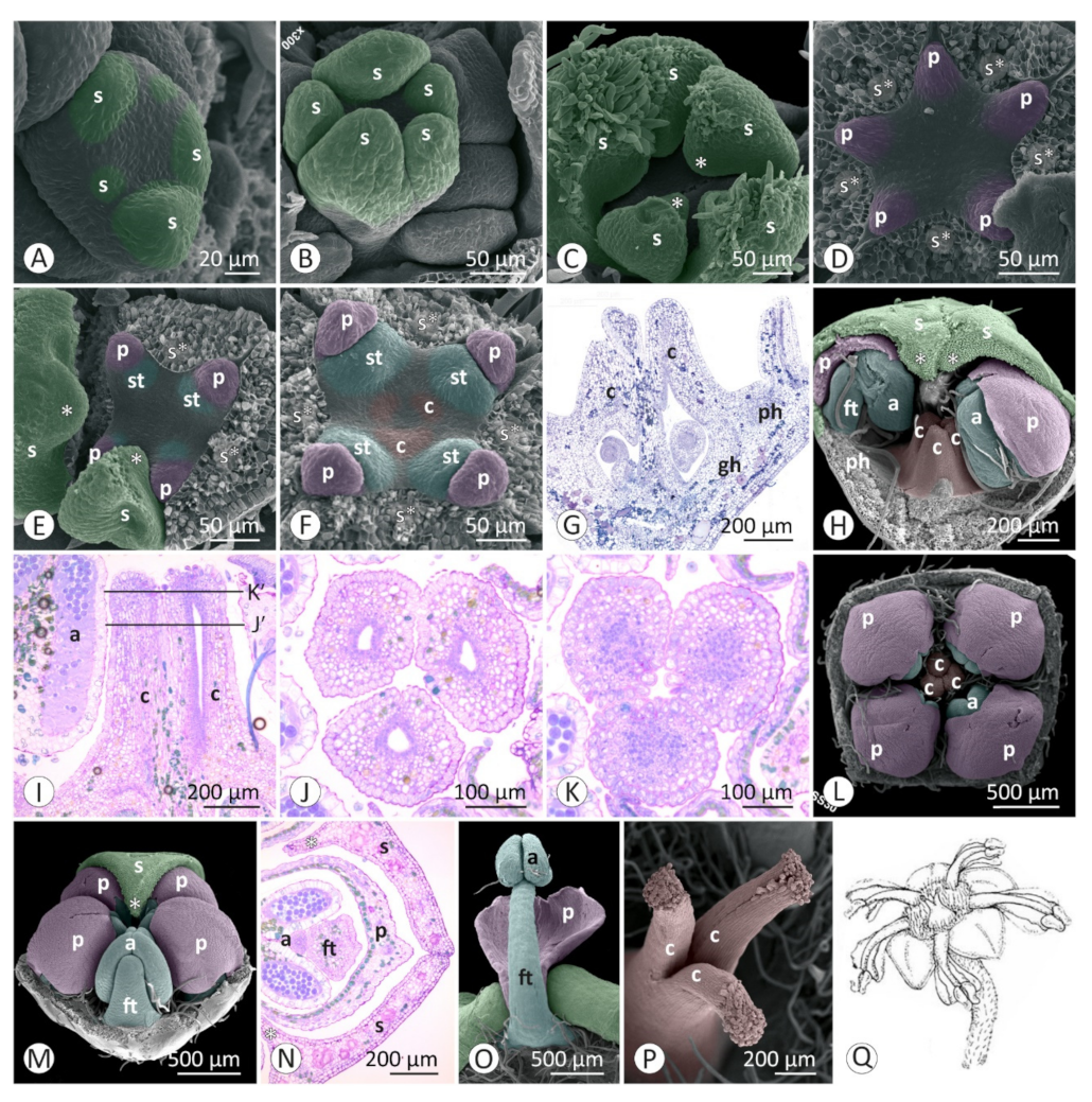 Plants 12 00247 g004