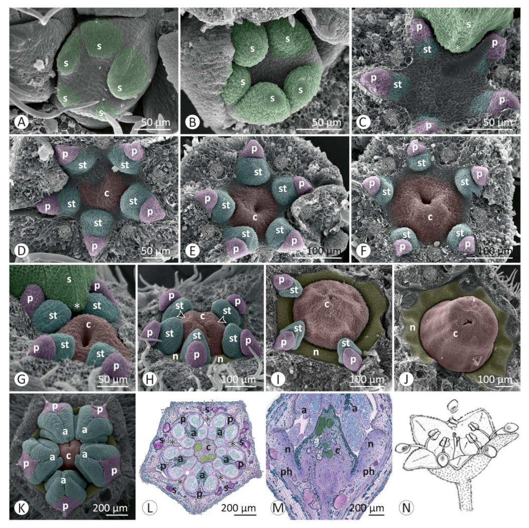 Plants 12 00247 g005