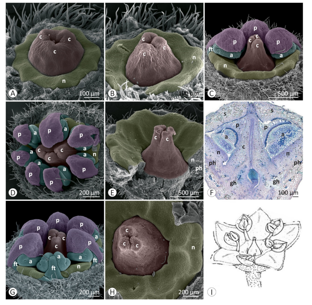 Plants 12 00247 g007