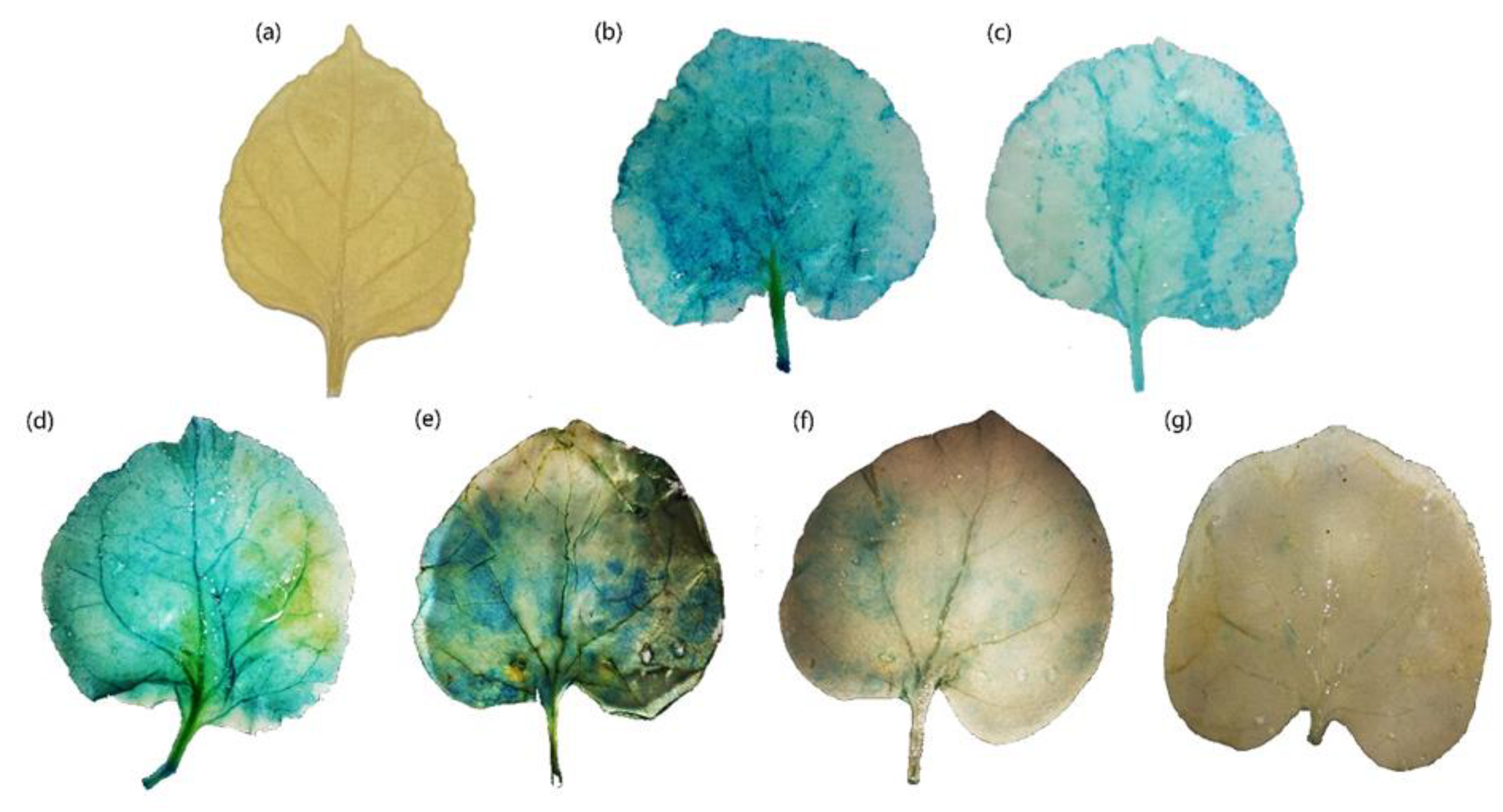 Plants 12 00252 g003