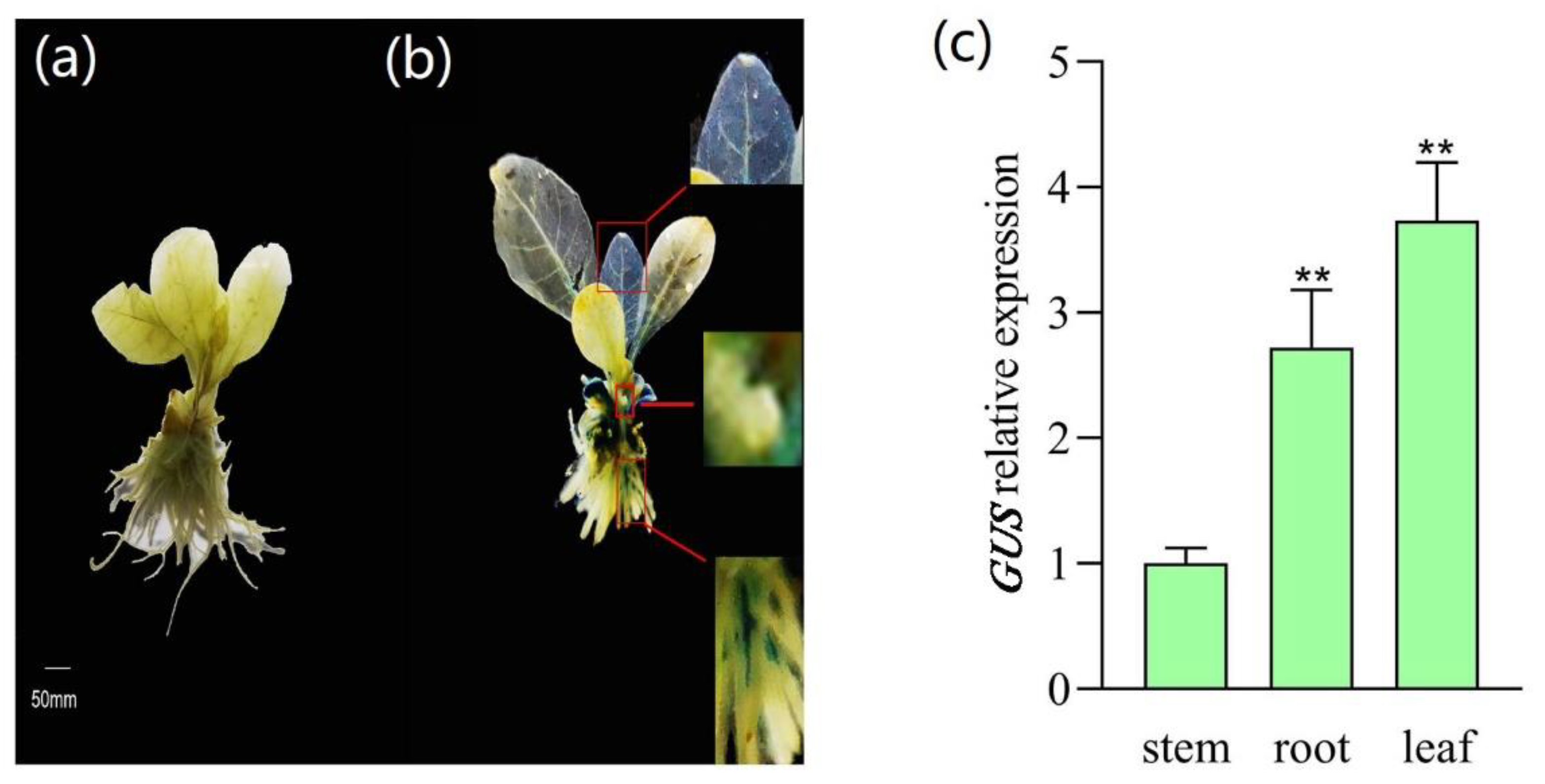 Plants 12 00252 g004