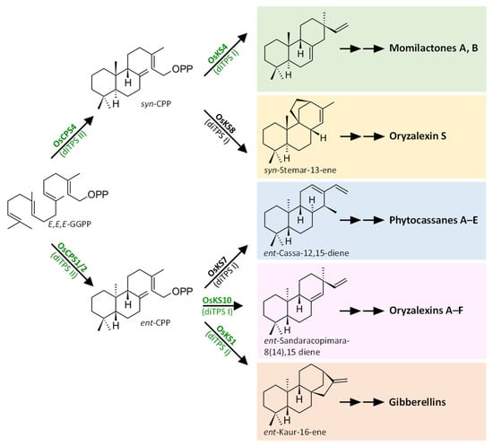 Plants 12 00260 g006