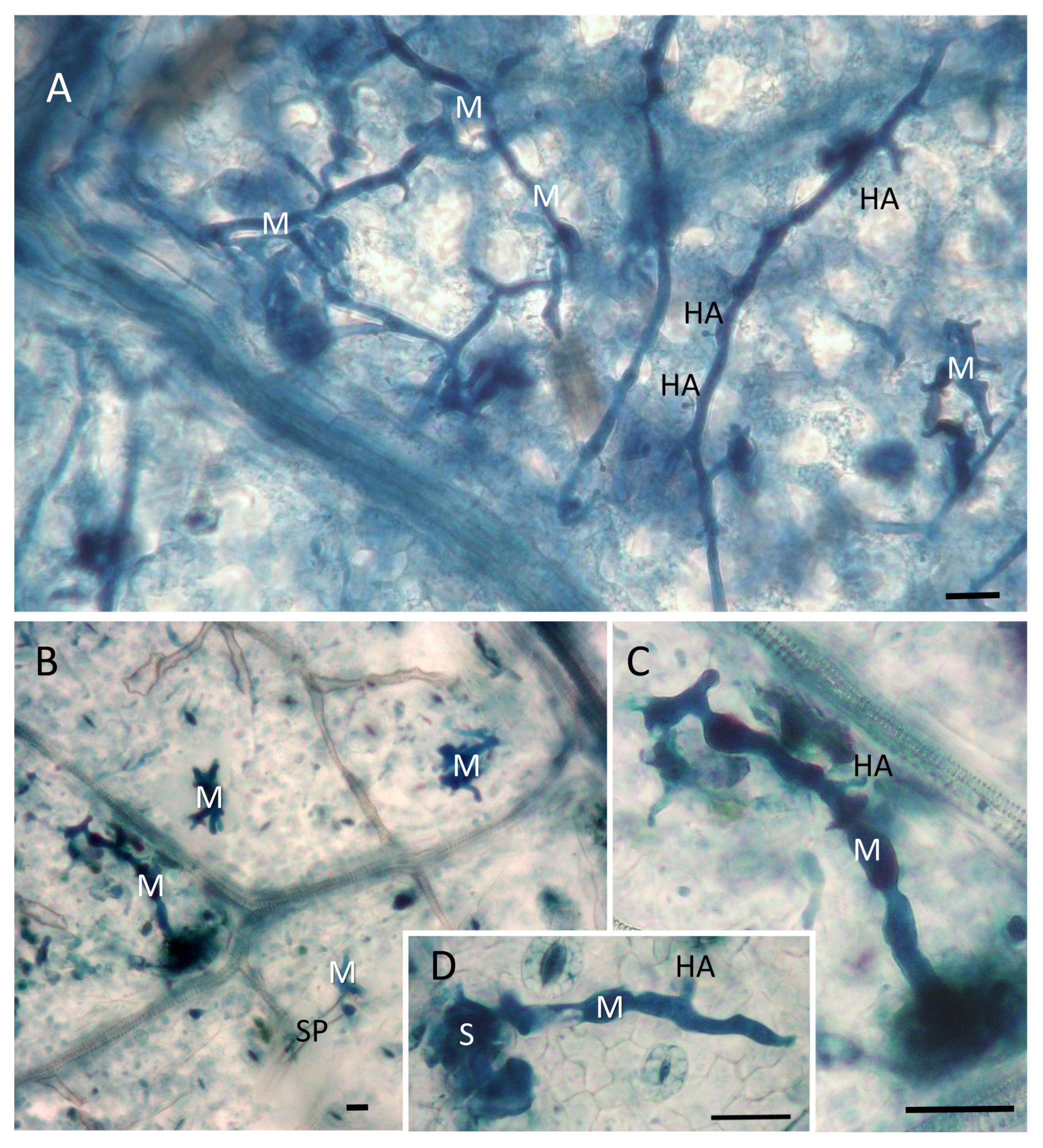 Plants 12 00263 g004