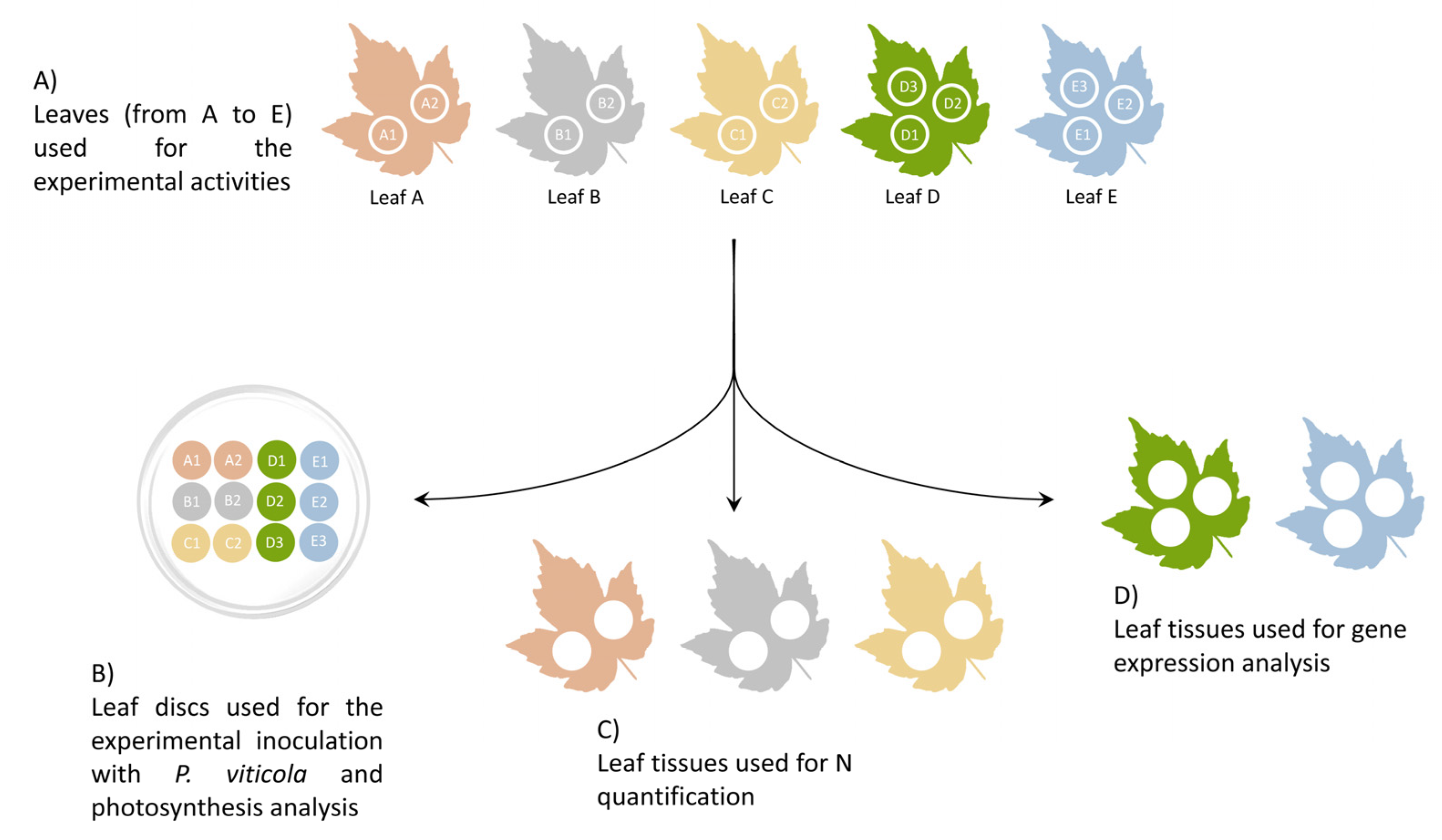 Plants 12 00263 g006