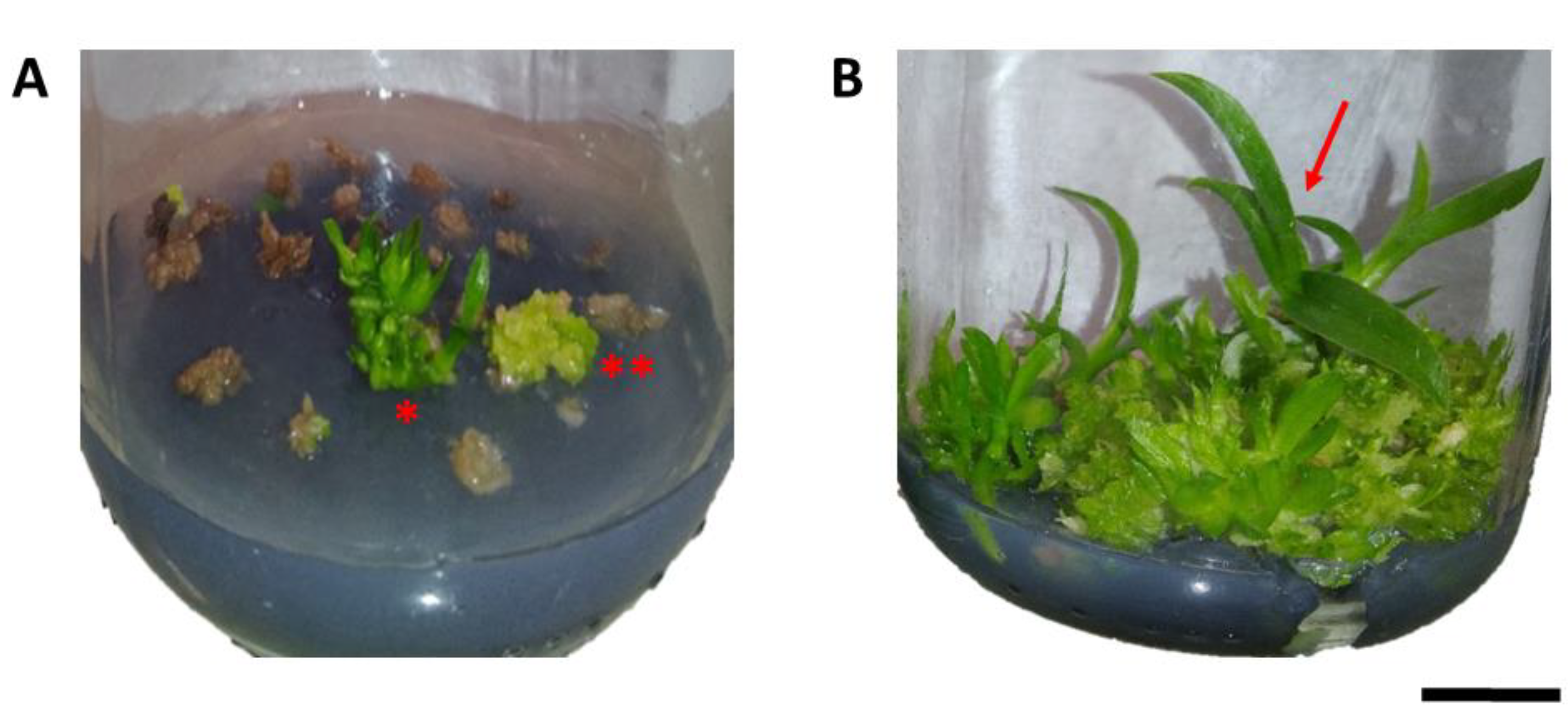 Plants 12 00281 g001