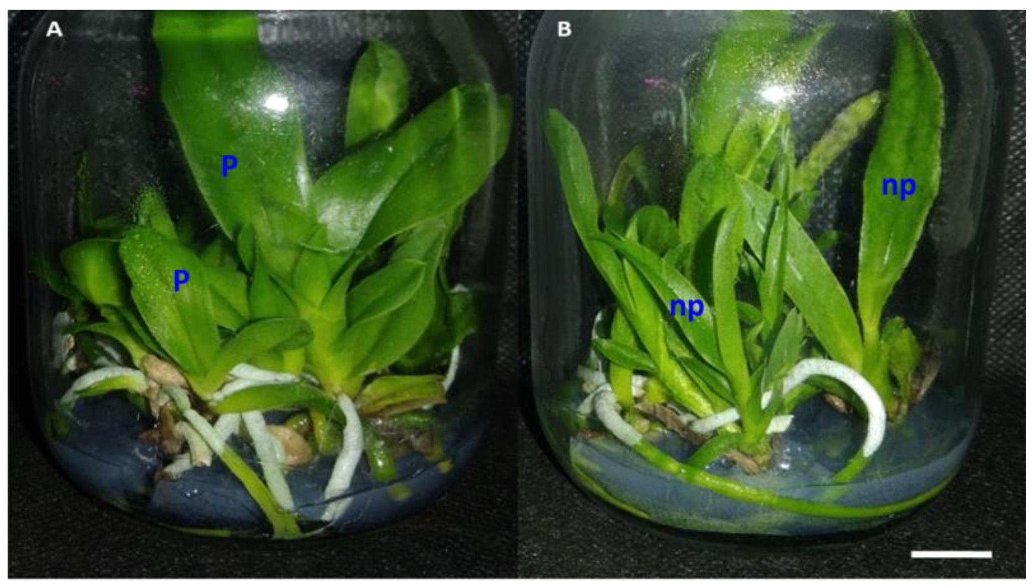 Plants 12 00281 g005