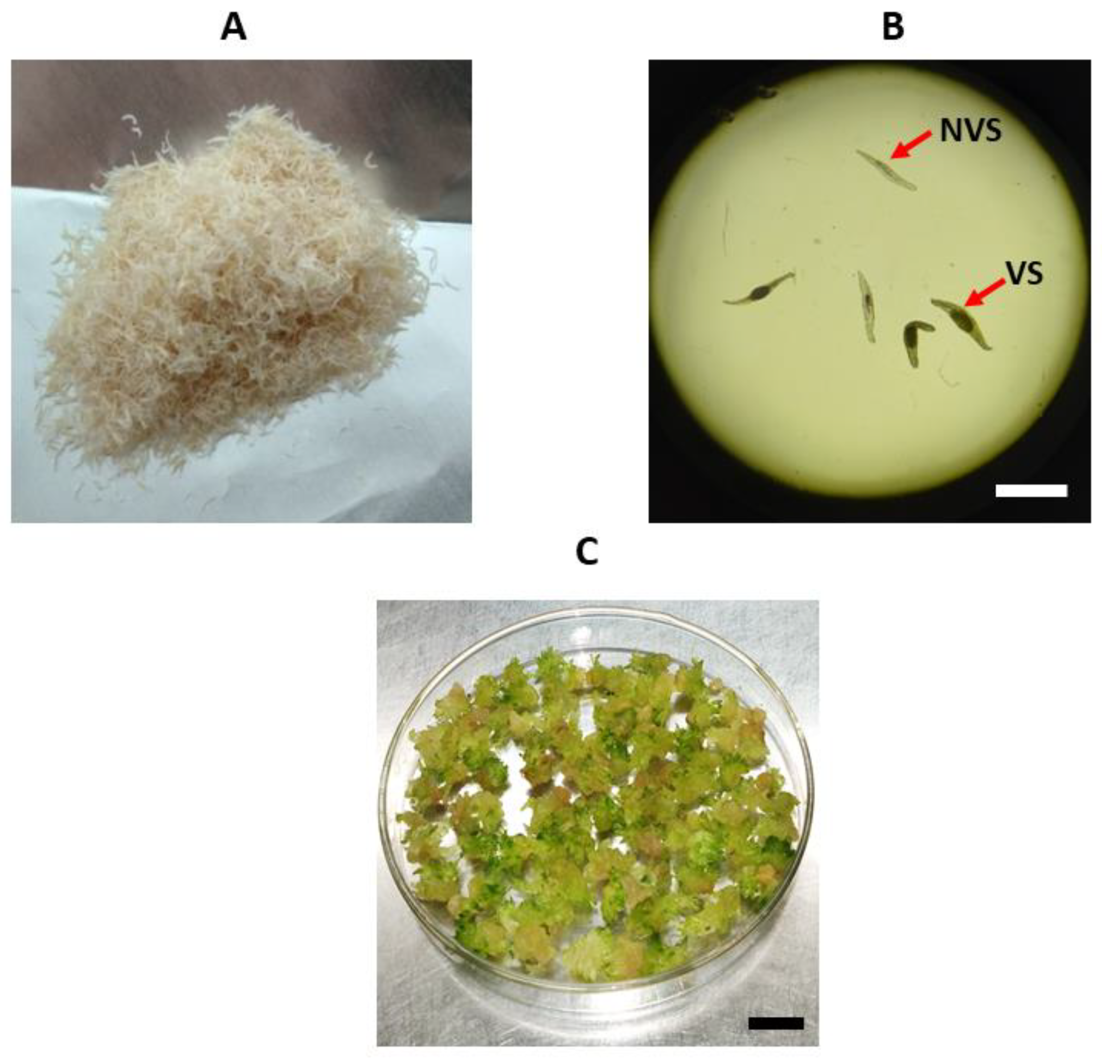 Plants 12 00281 g008