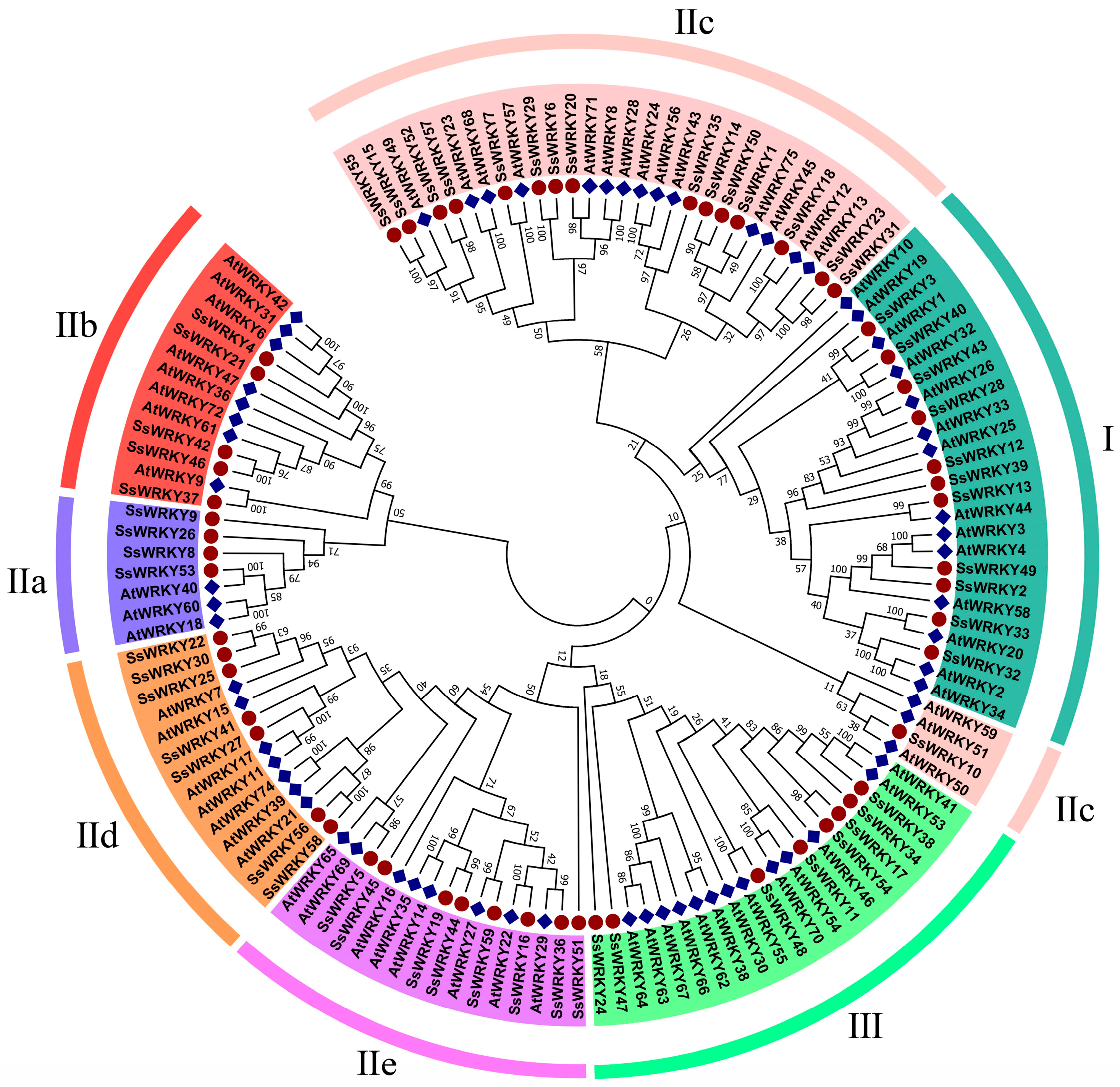 Plants 12 00288 g001