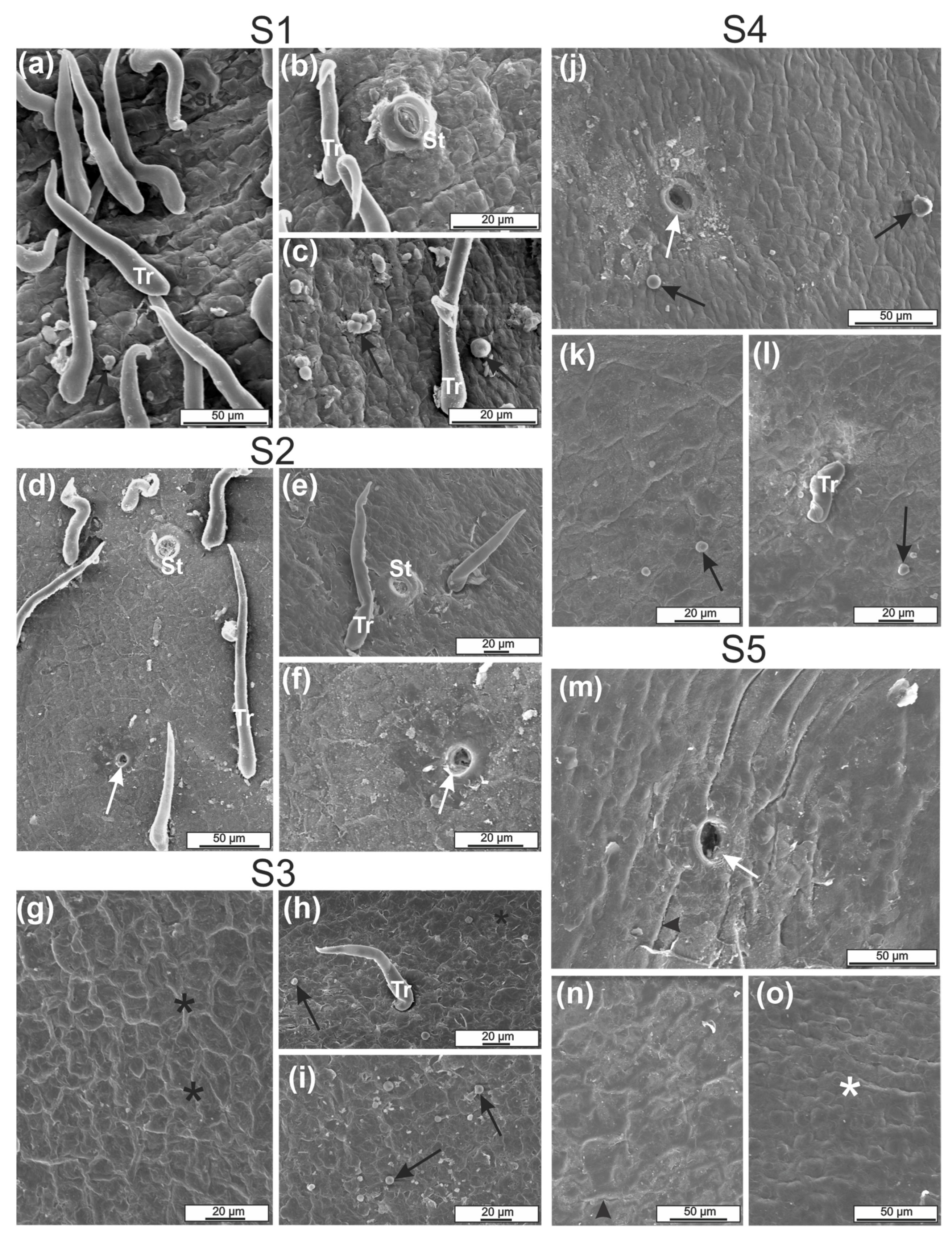 Plants 12 00293 g005