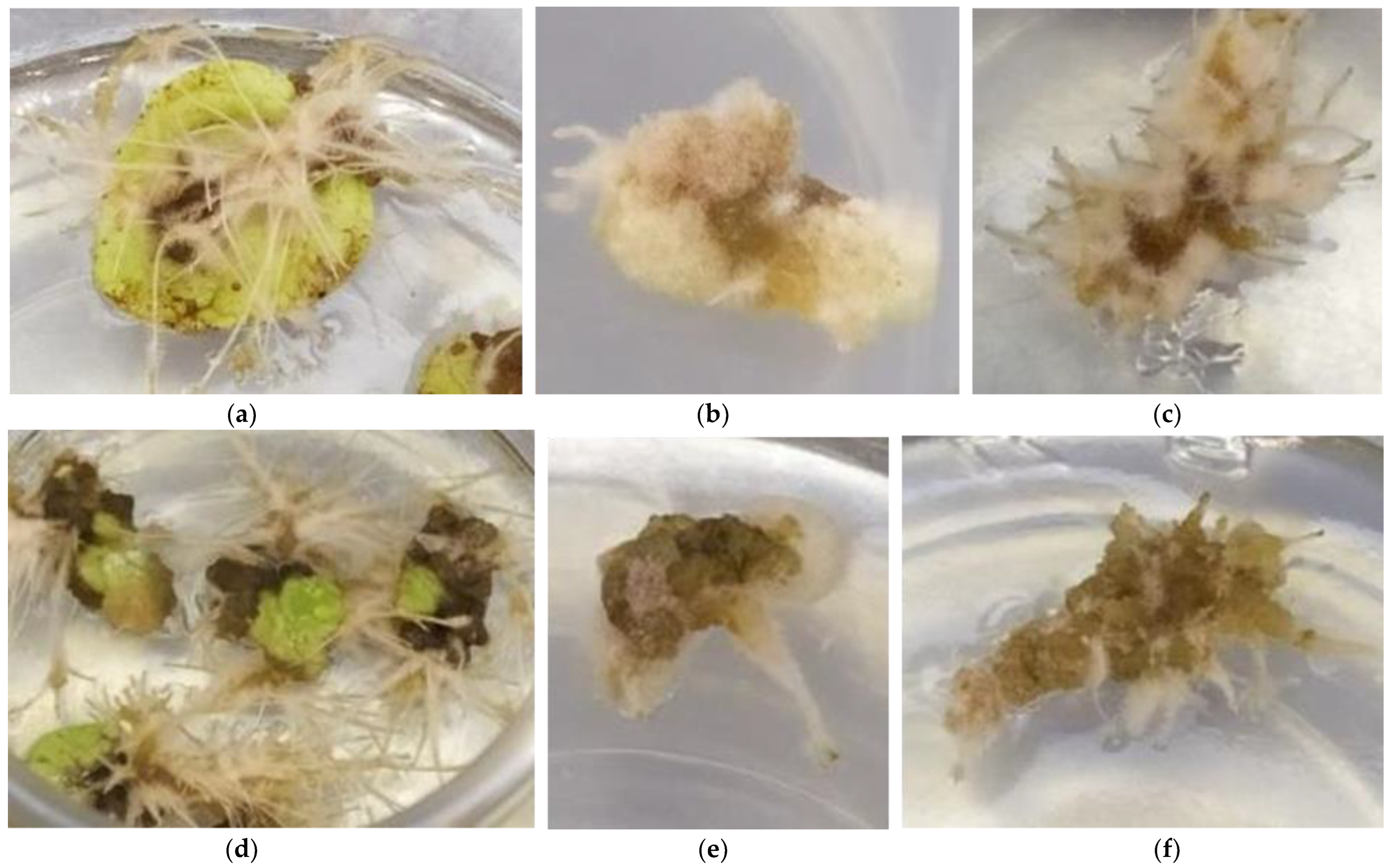 Plants 12 00299 g002