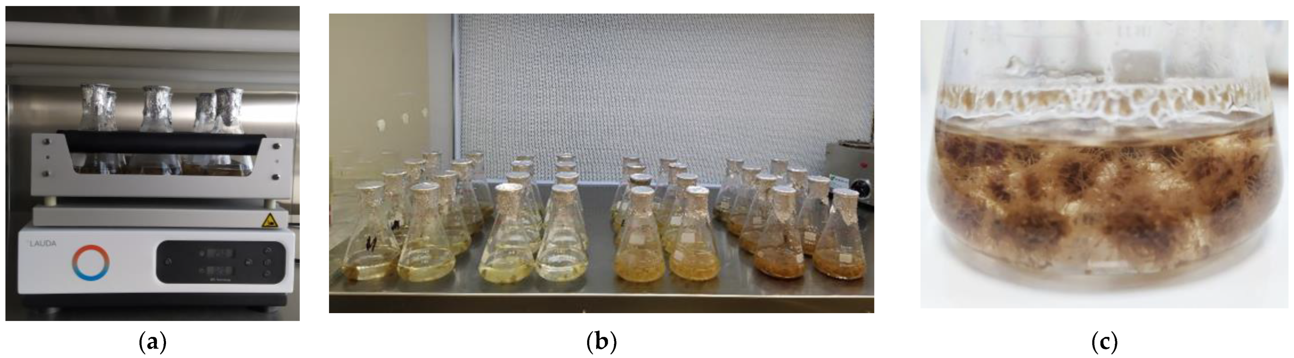 Plants 12 00299 g003