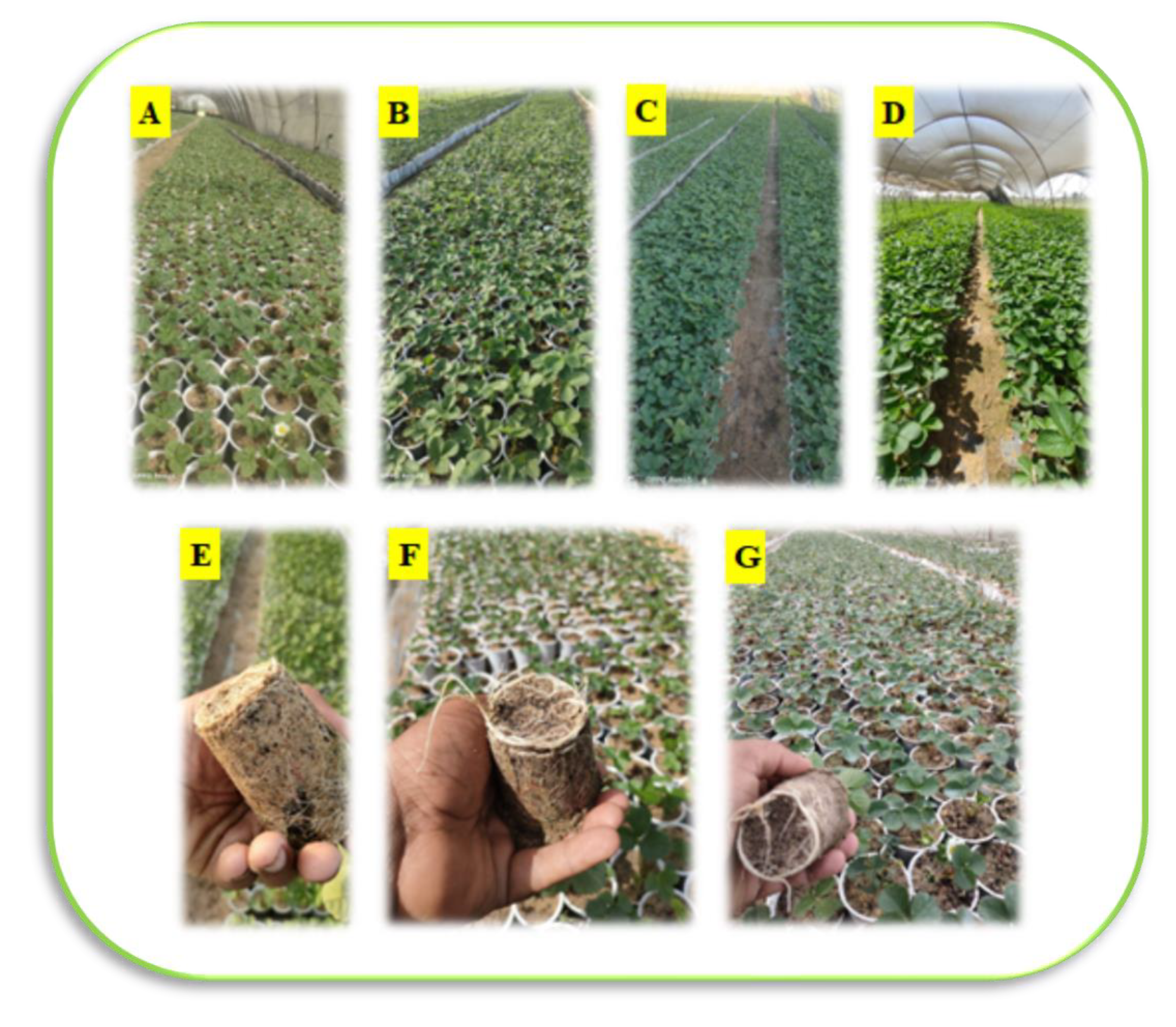 Plants 12 00302 g001