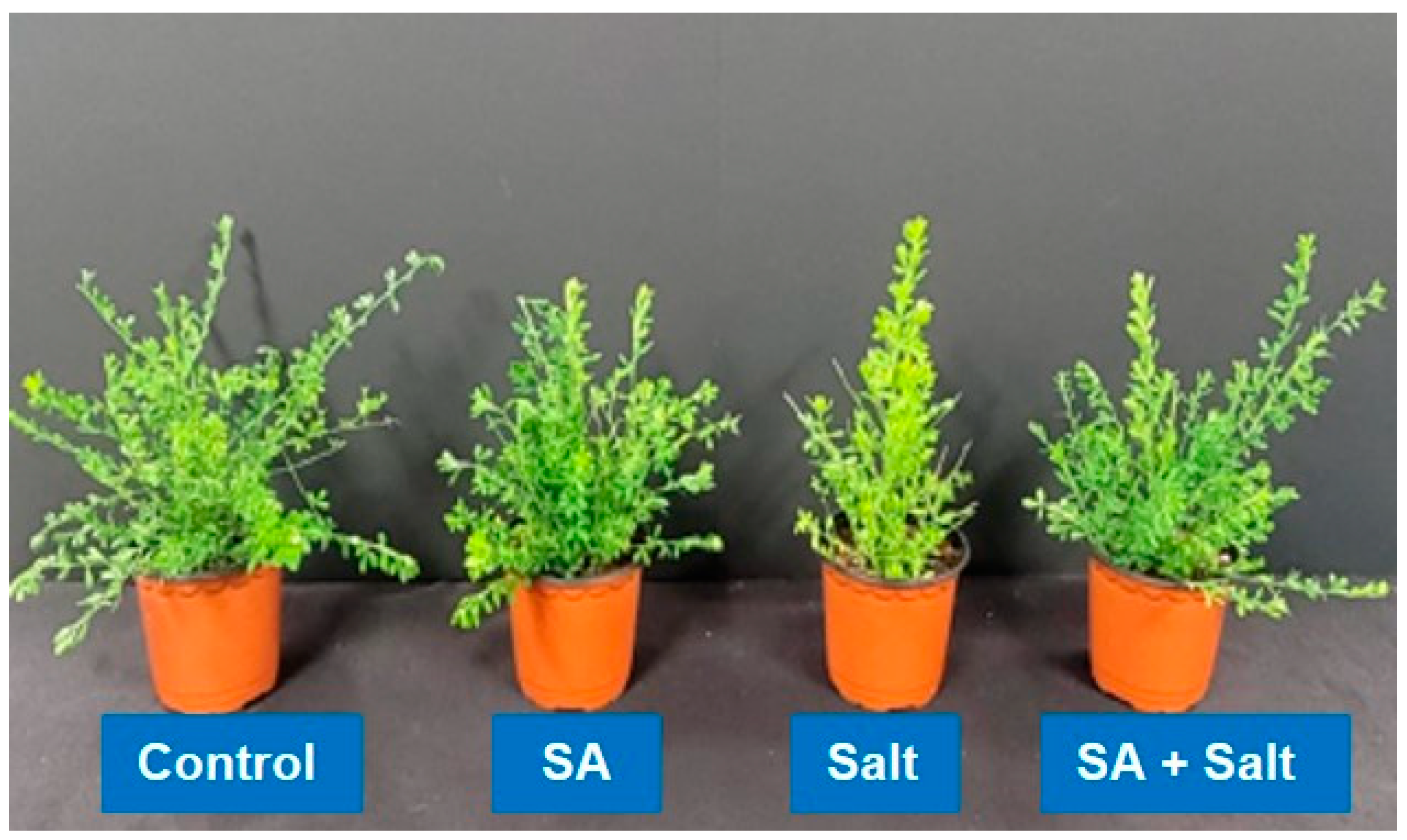 Plants 12 00310 g002