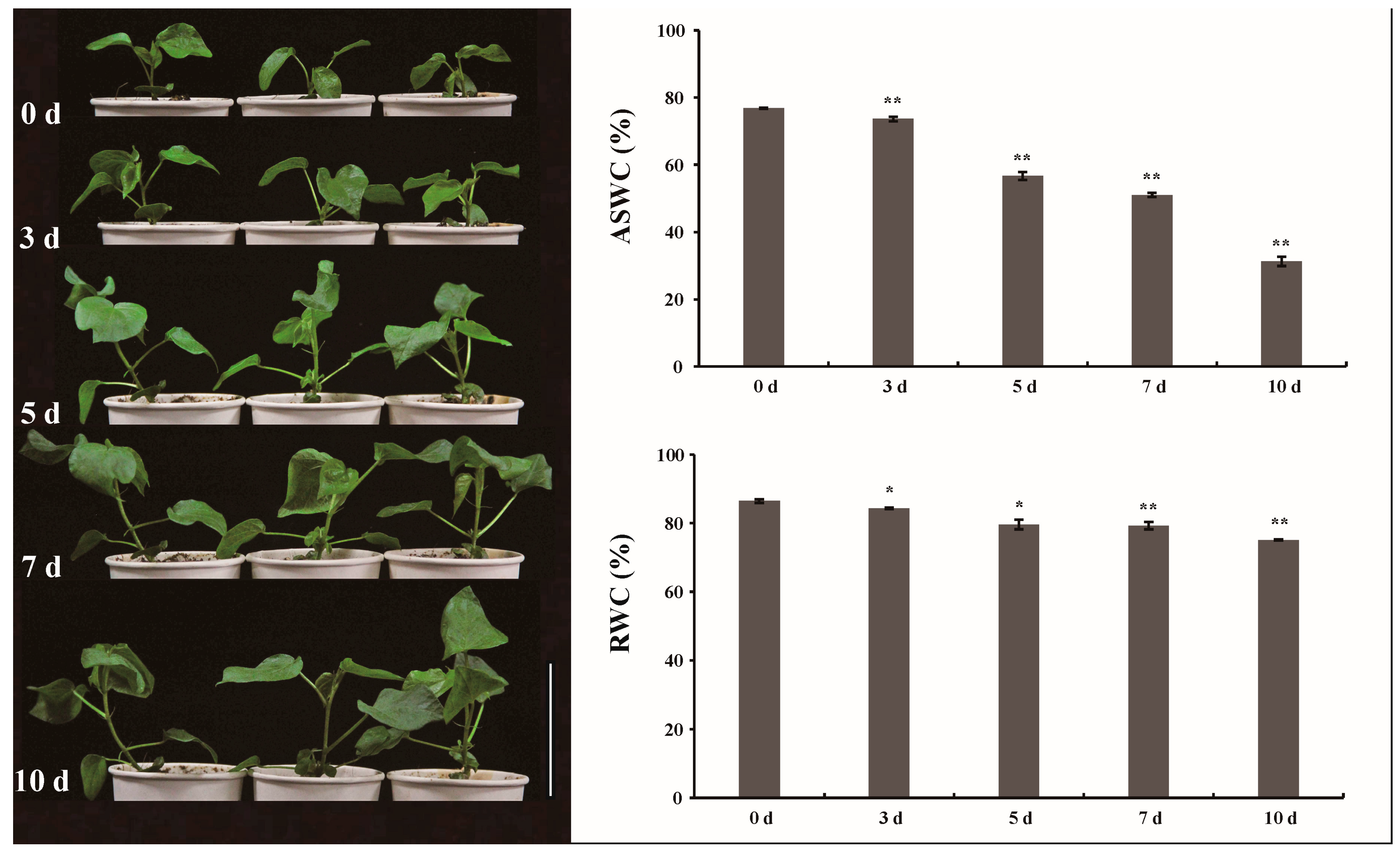 Plants 12 00312 g001