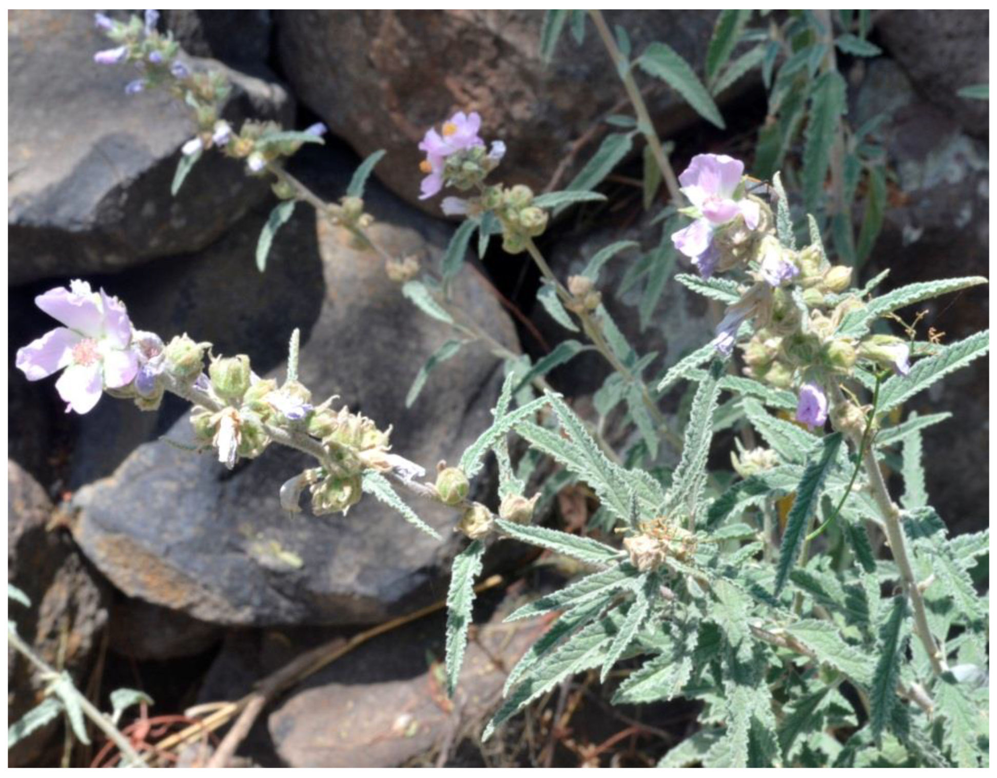 Plants 12 00321 g001