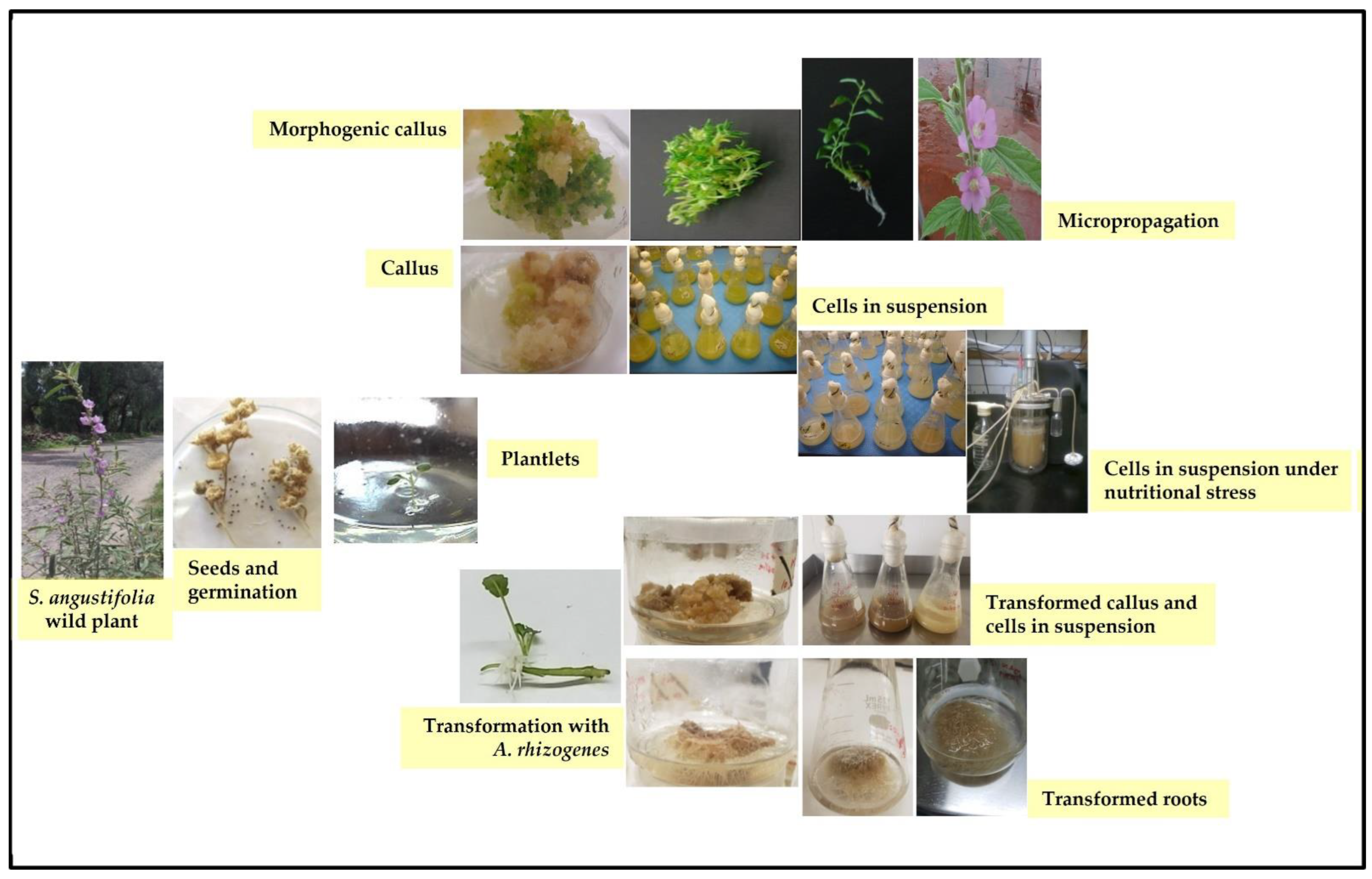 Plants 12 00321 g003