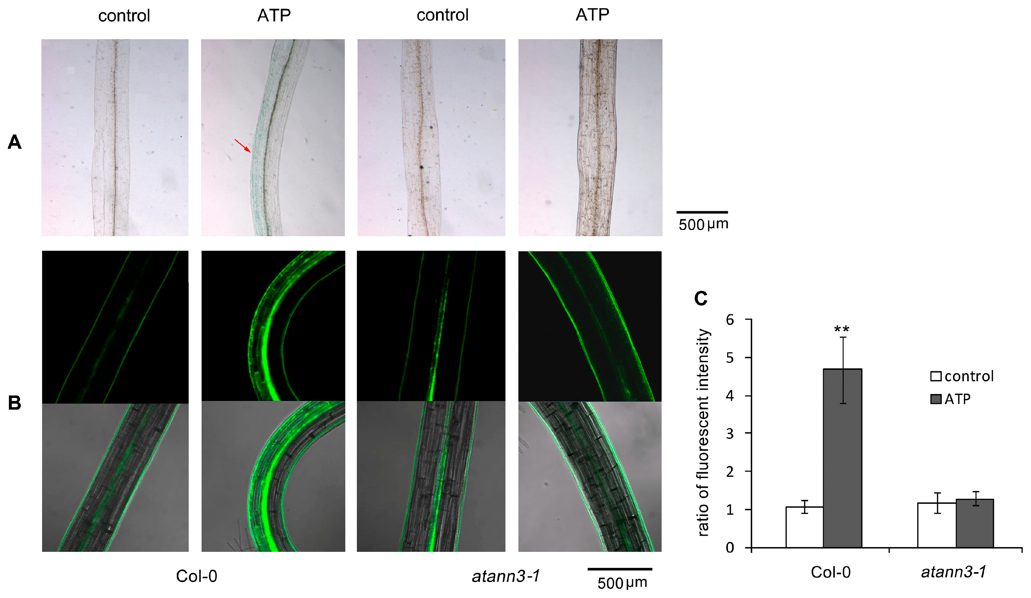 Plants 12 00330 g003