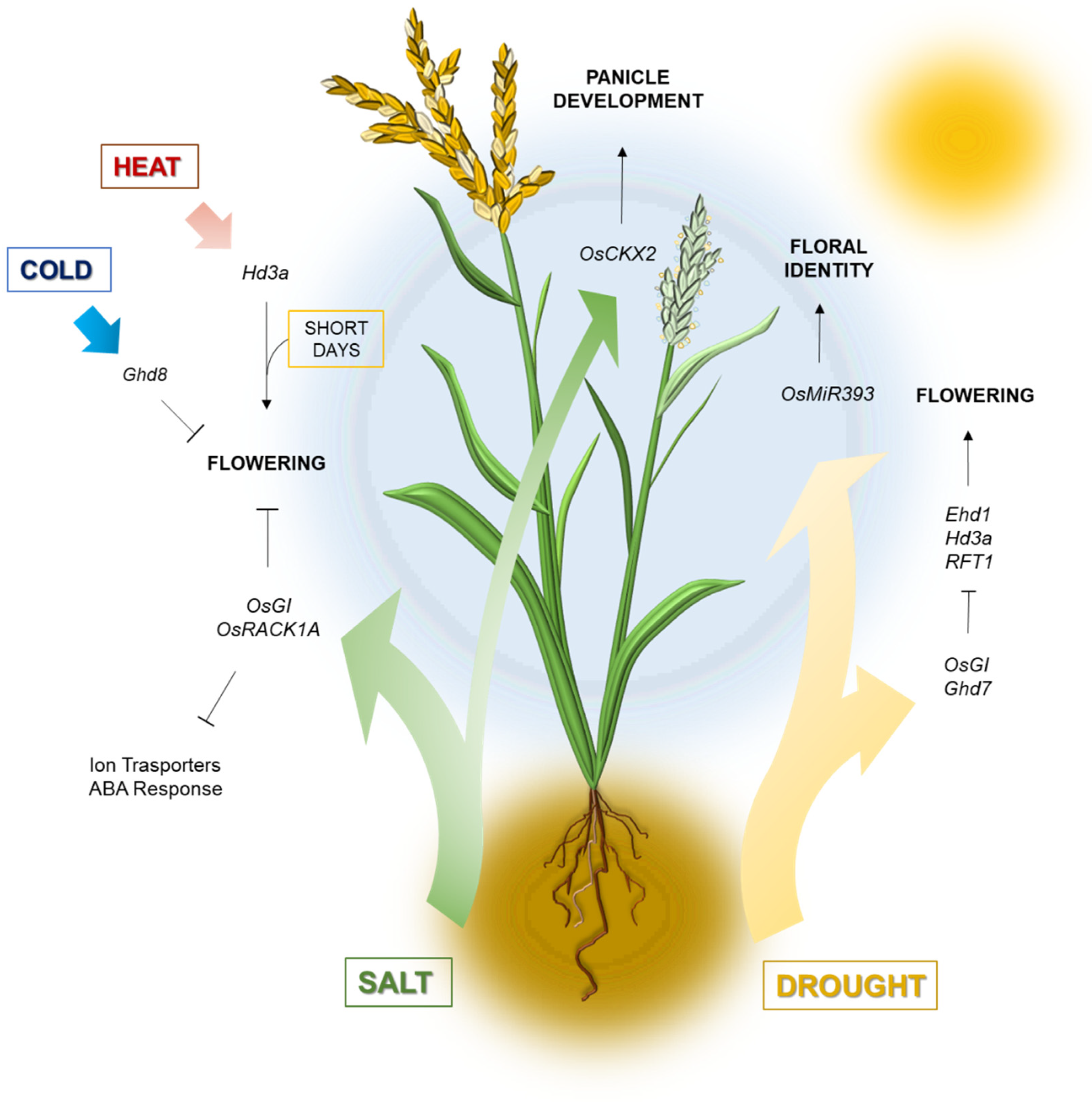 Plants 12 00331 g001