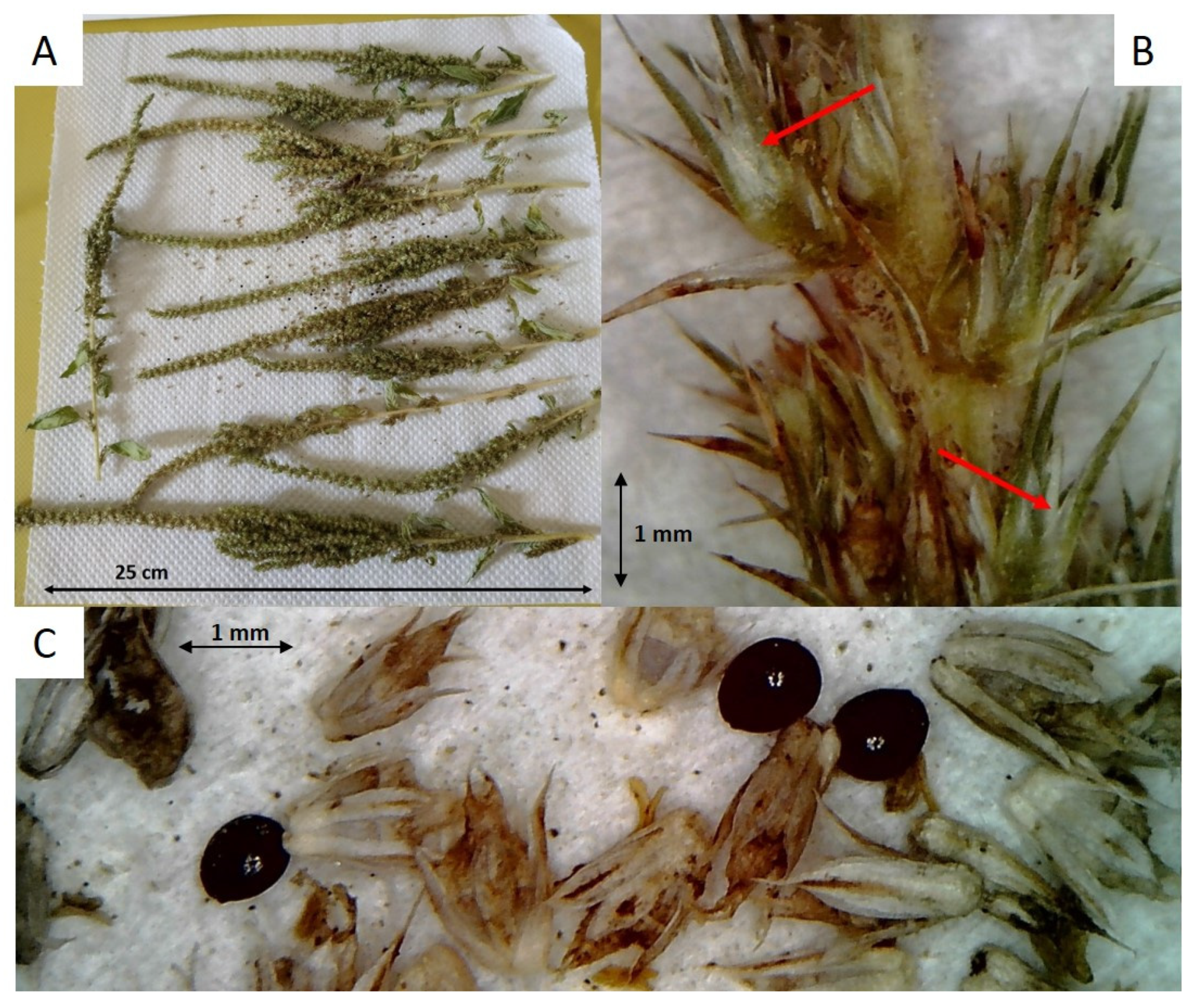 Plants 12 00332 g001