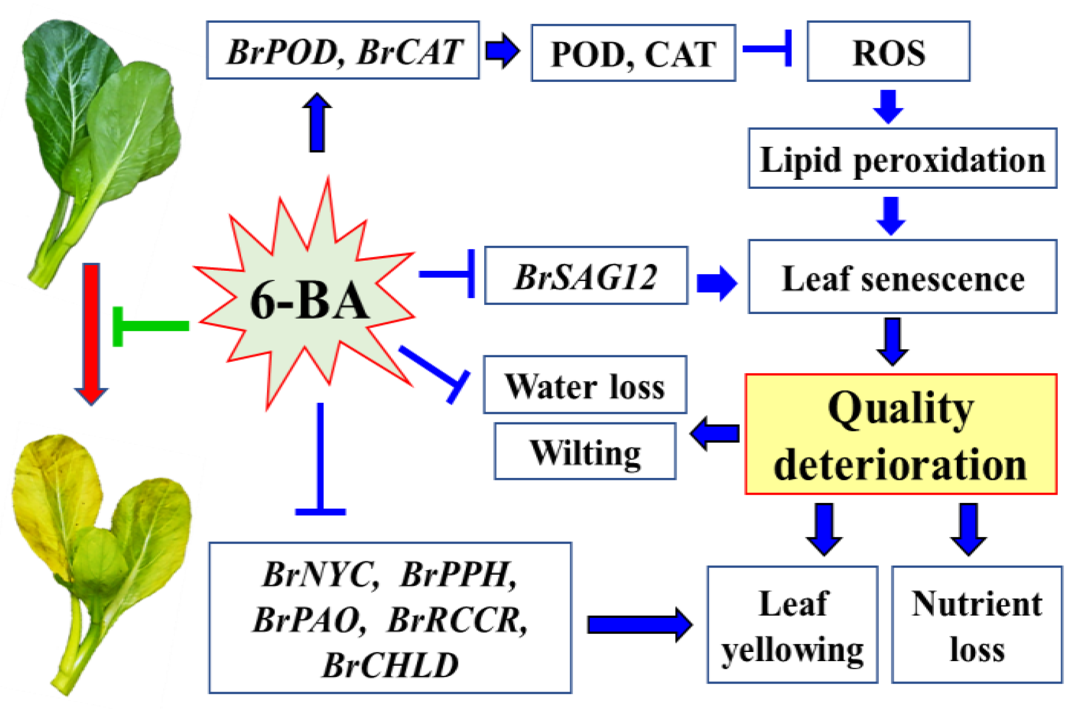 Plants 12 00334 g005