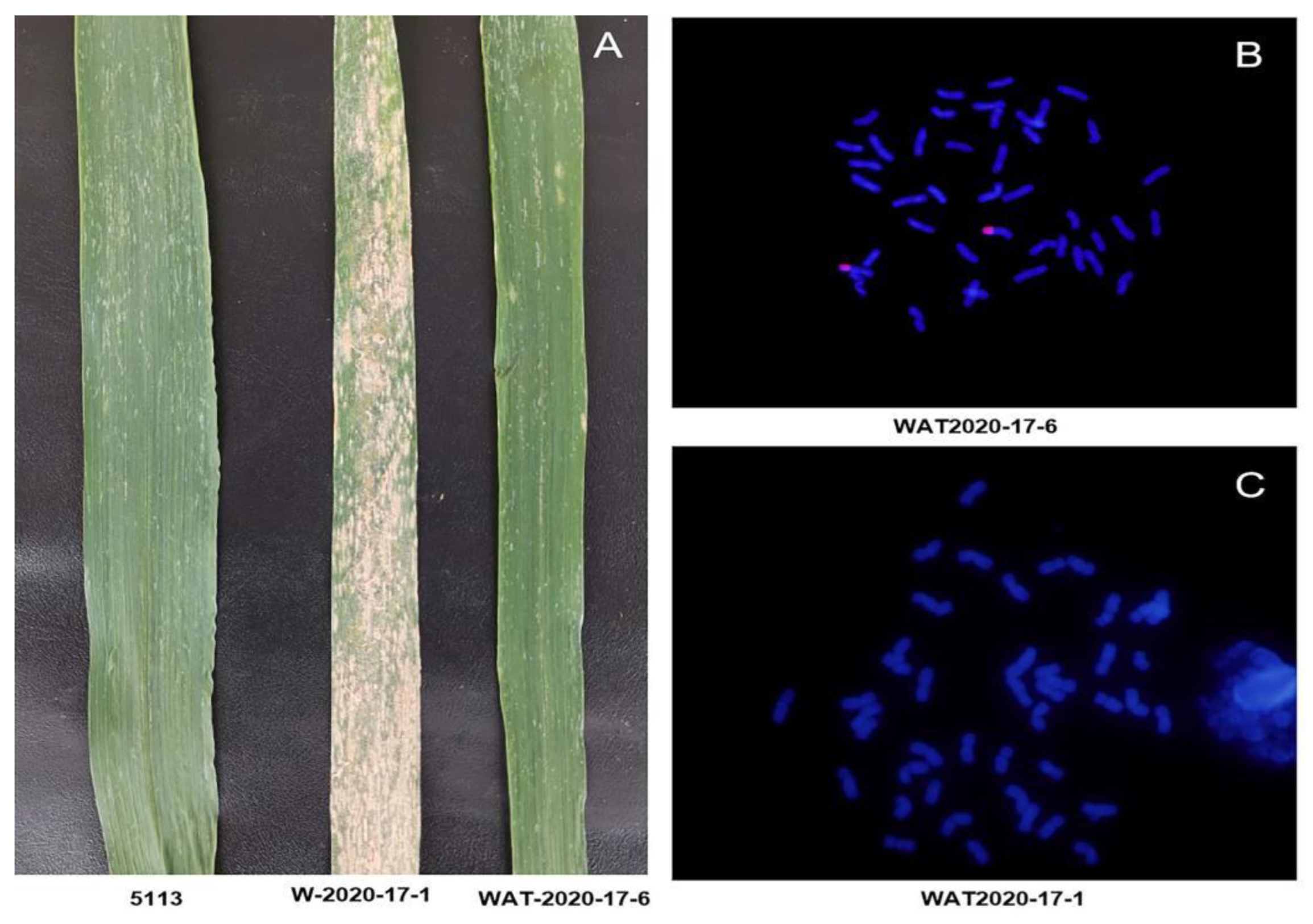Plants 12 00335 g001
