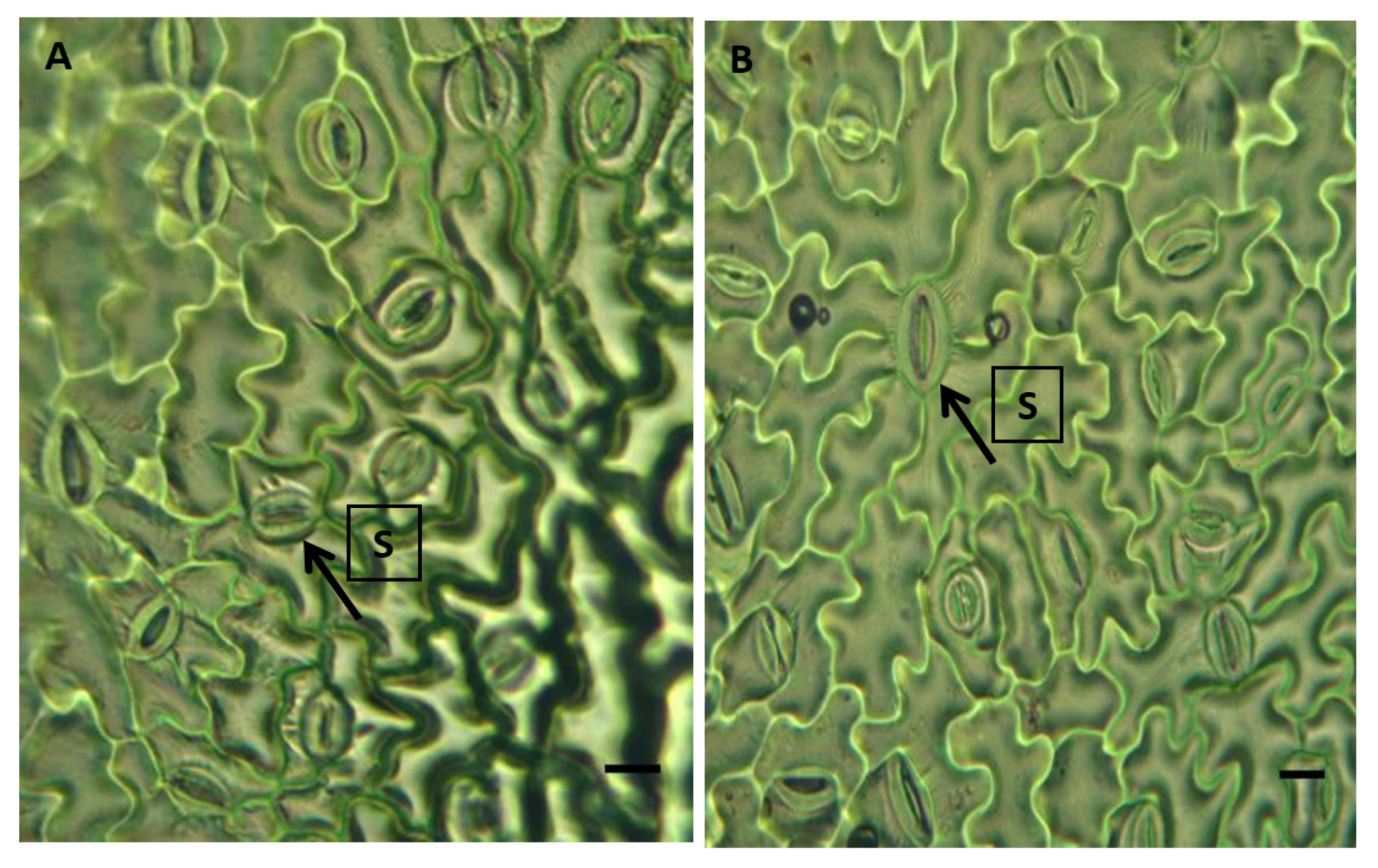 Plants 12 00340 g003 Plants 12 00340 g003