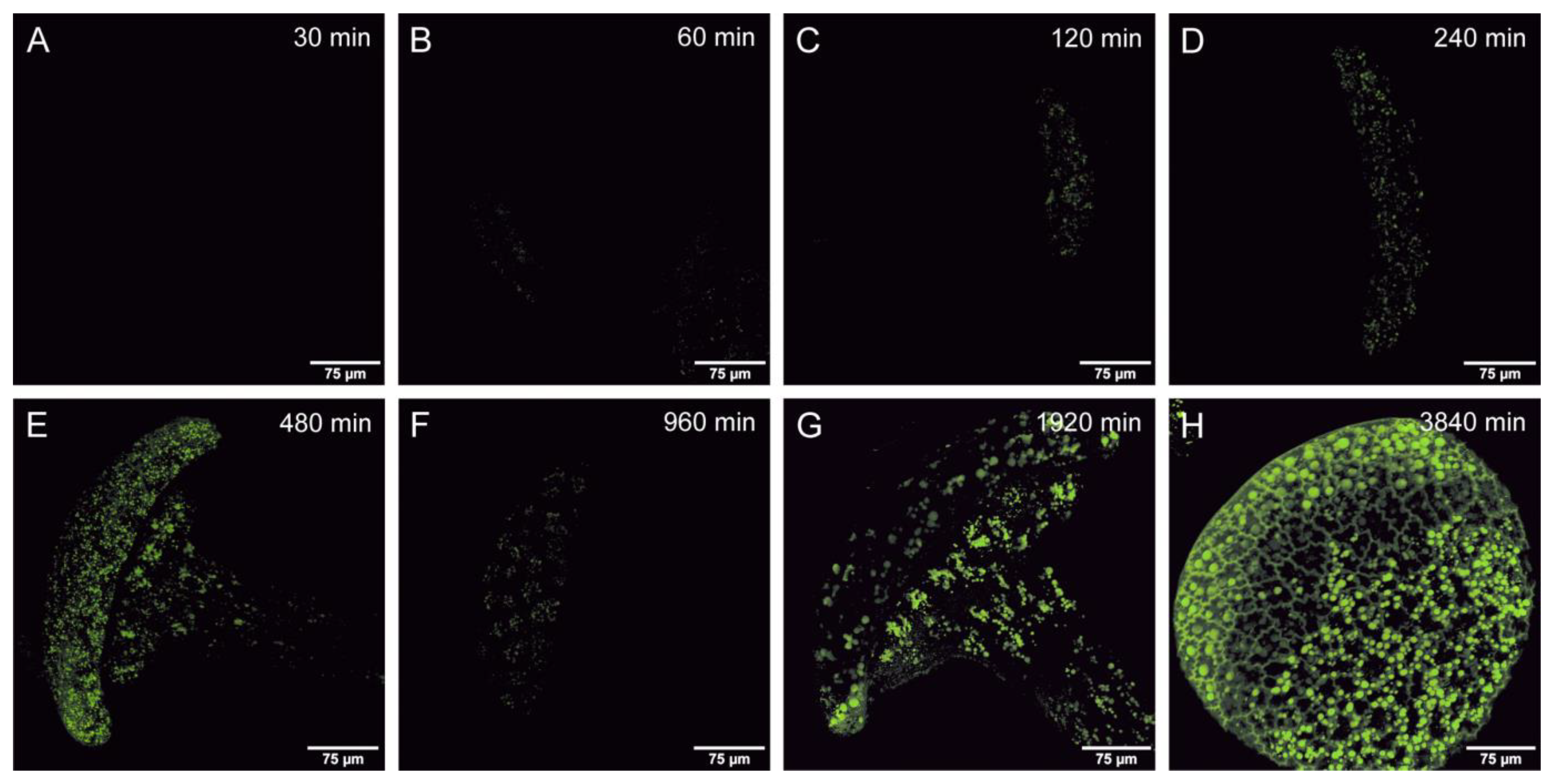 Plants 12 00341 g001