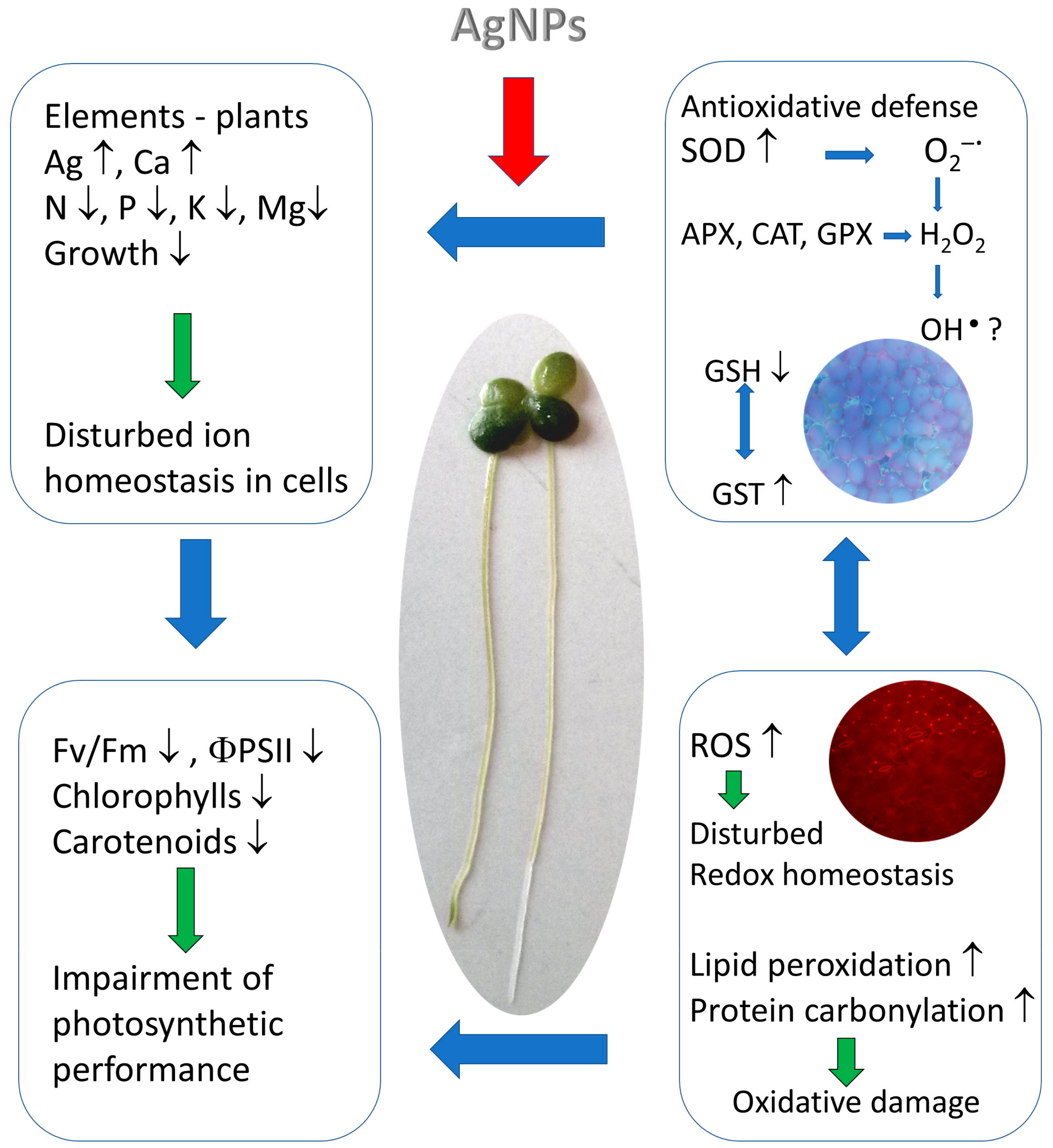 Plants 12 00343 g003