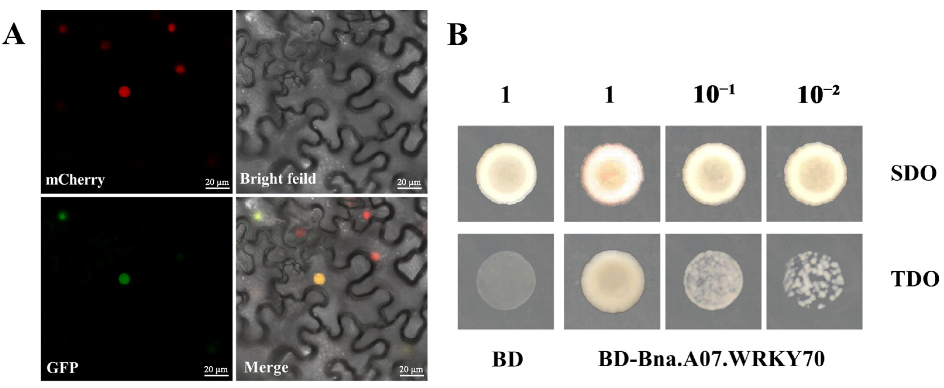 Plants 12 00347 g002