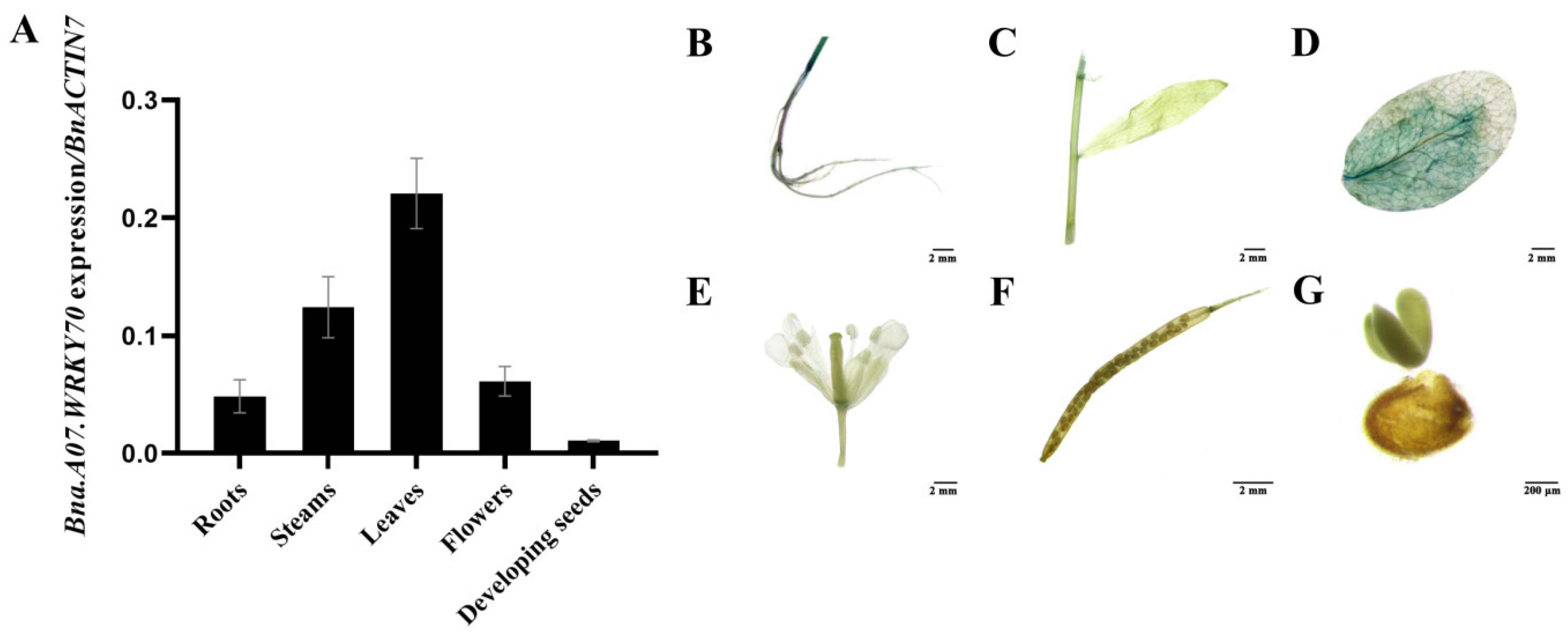 Plants 12 00347 g003