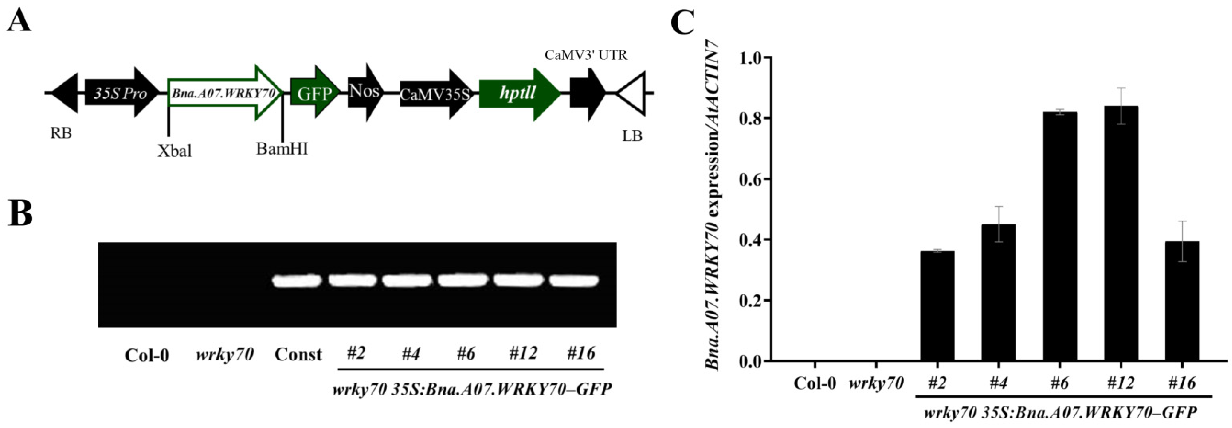 Plants 12 00347 g004