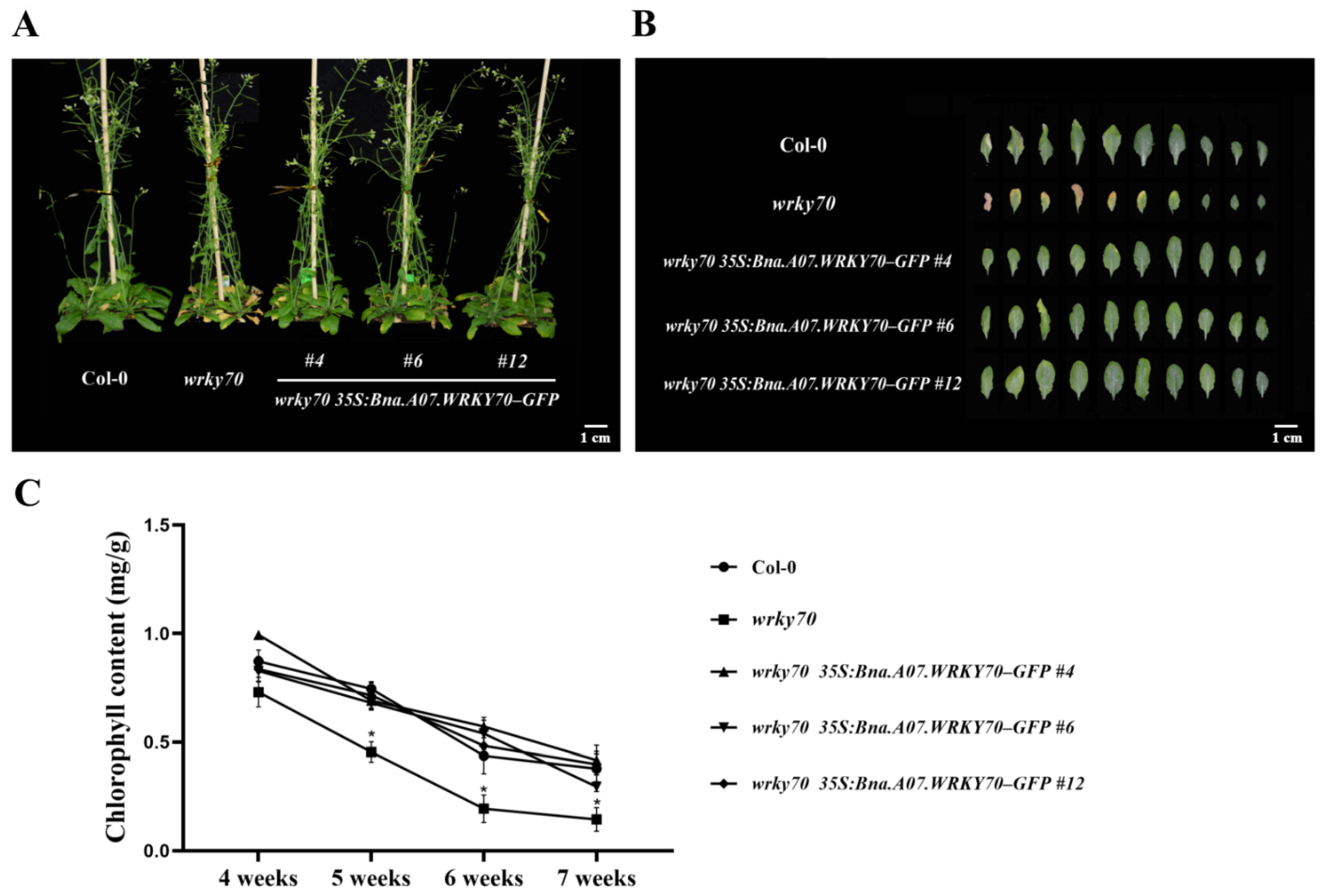 Plants 12 00347 g005