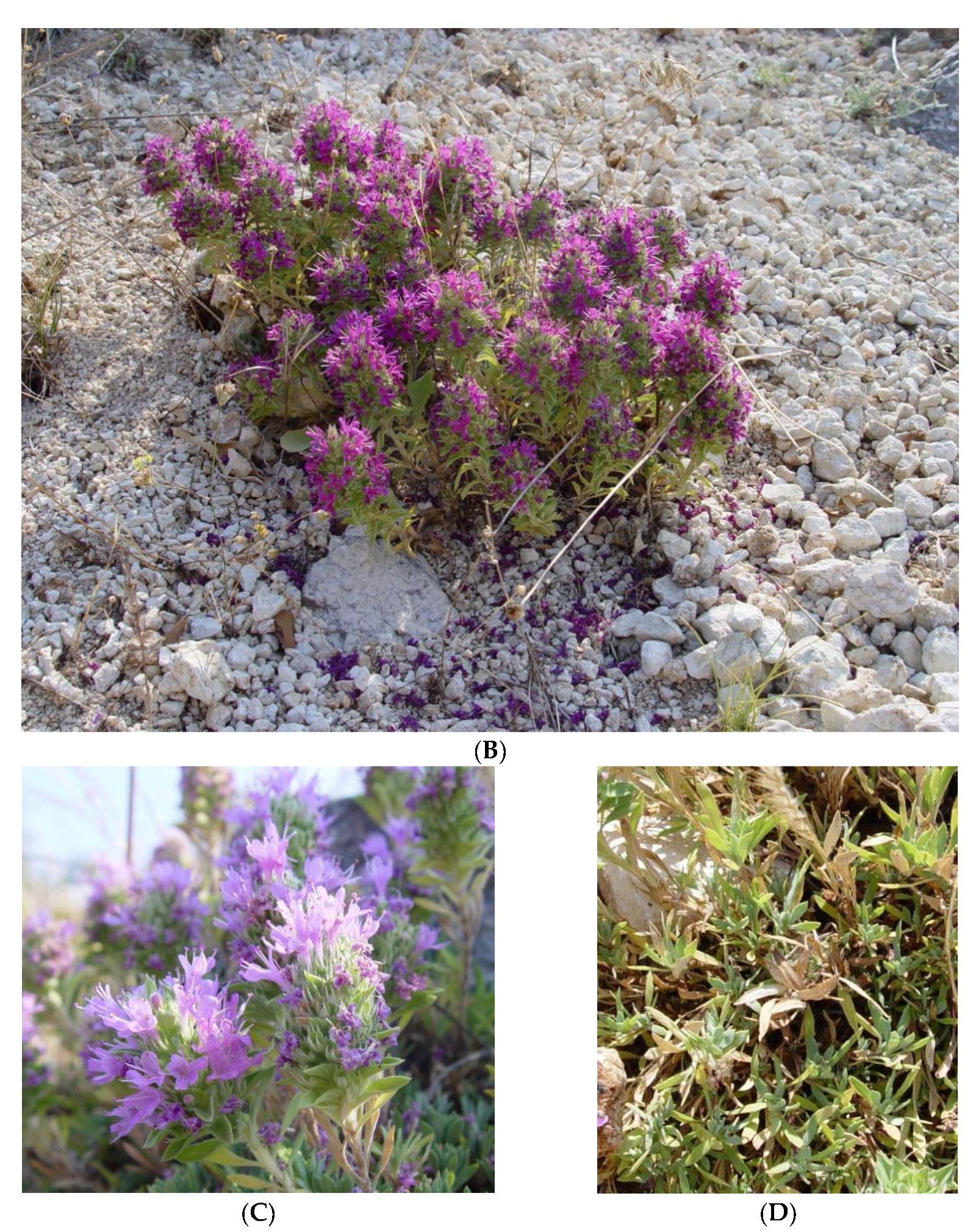 Plants 12 00348 g006b