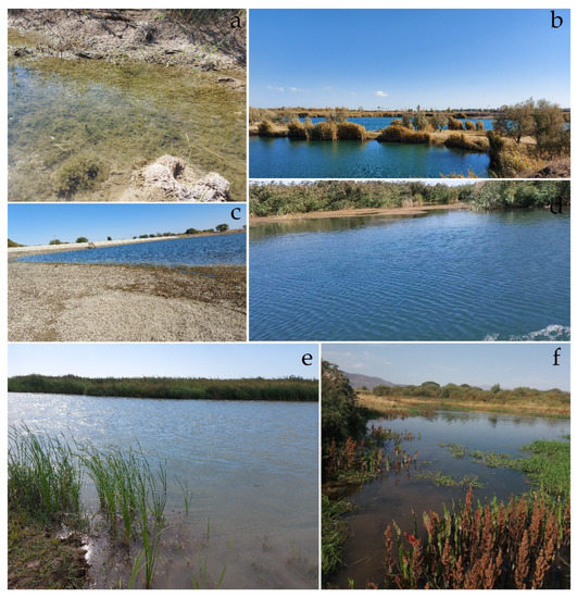 Plants 12 00368 g0a1