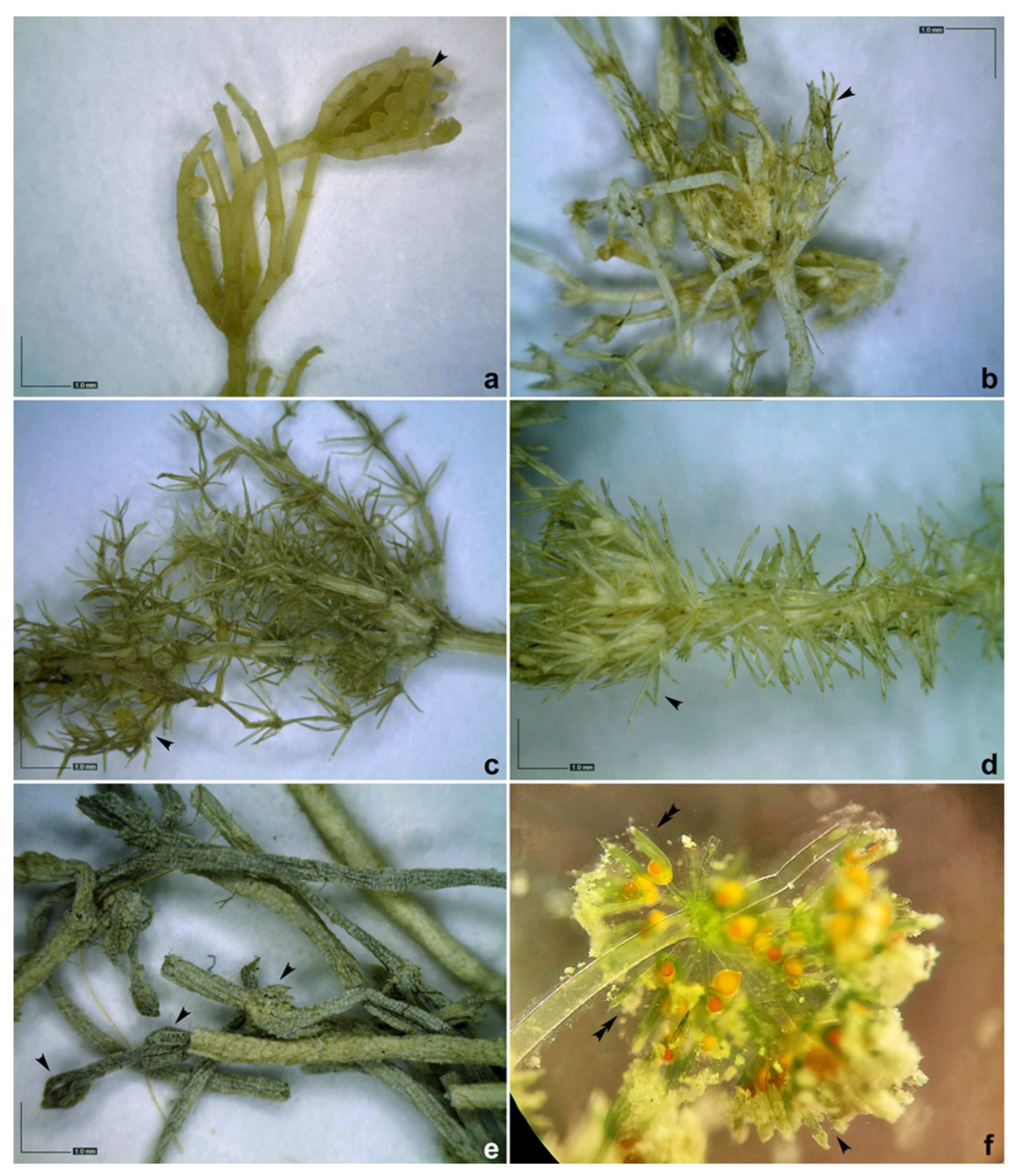 Plants 12 00368 g0a2