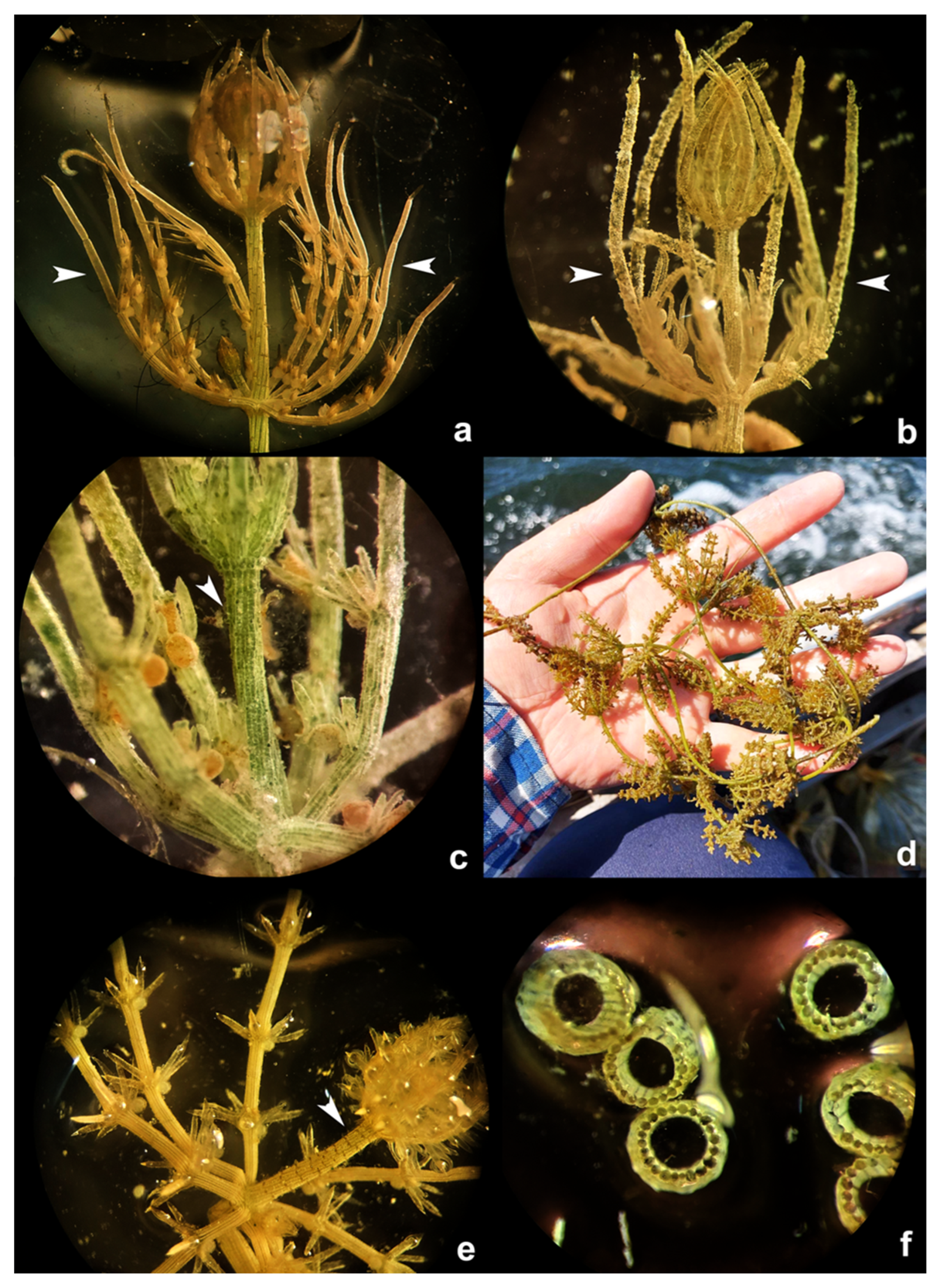 Plants 12 00368 g0a3