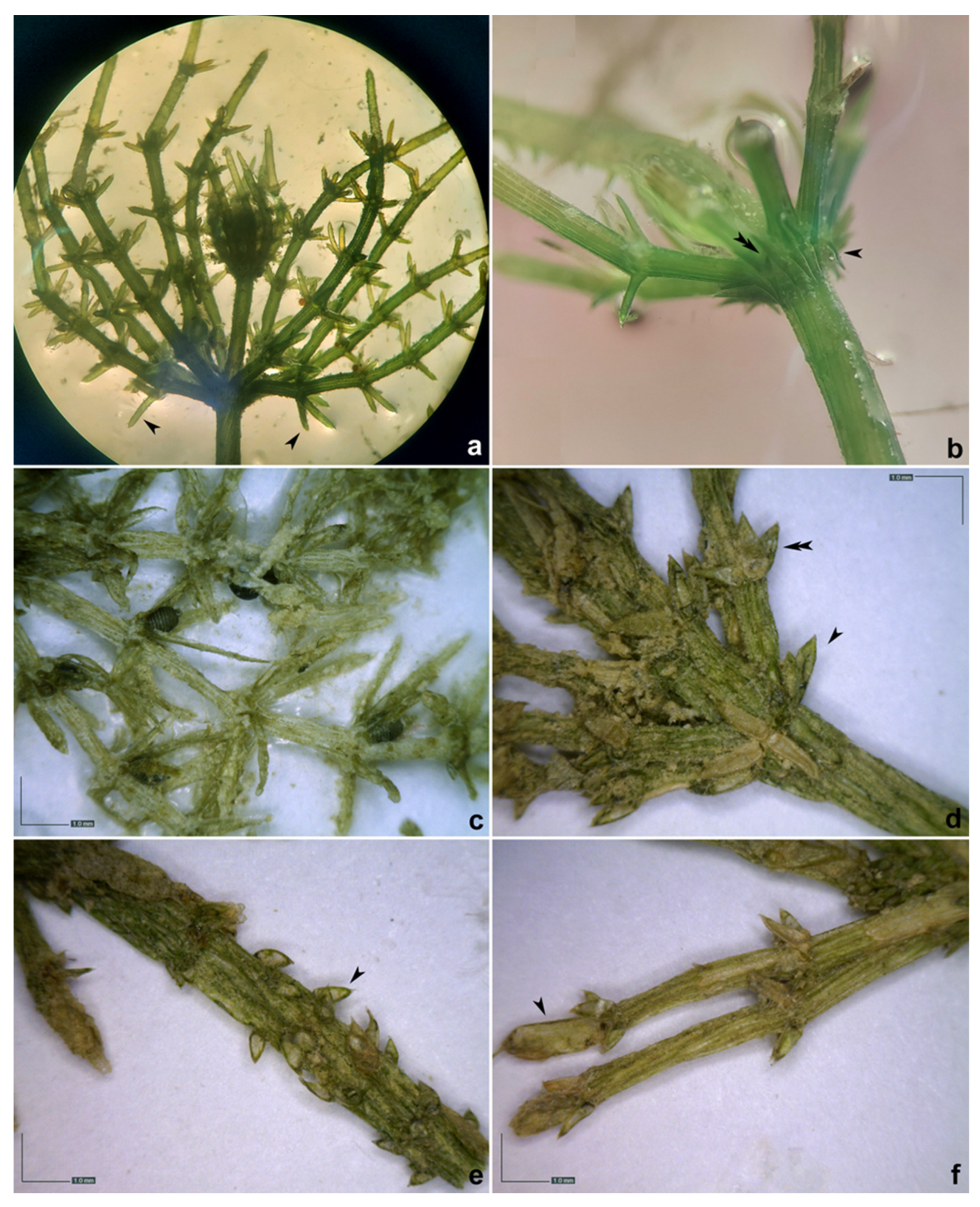 Plants 12 00368 g0a4