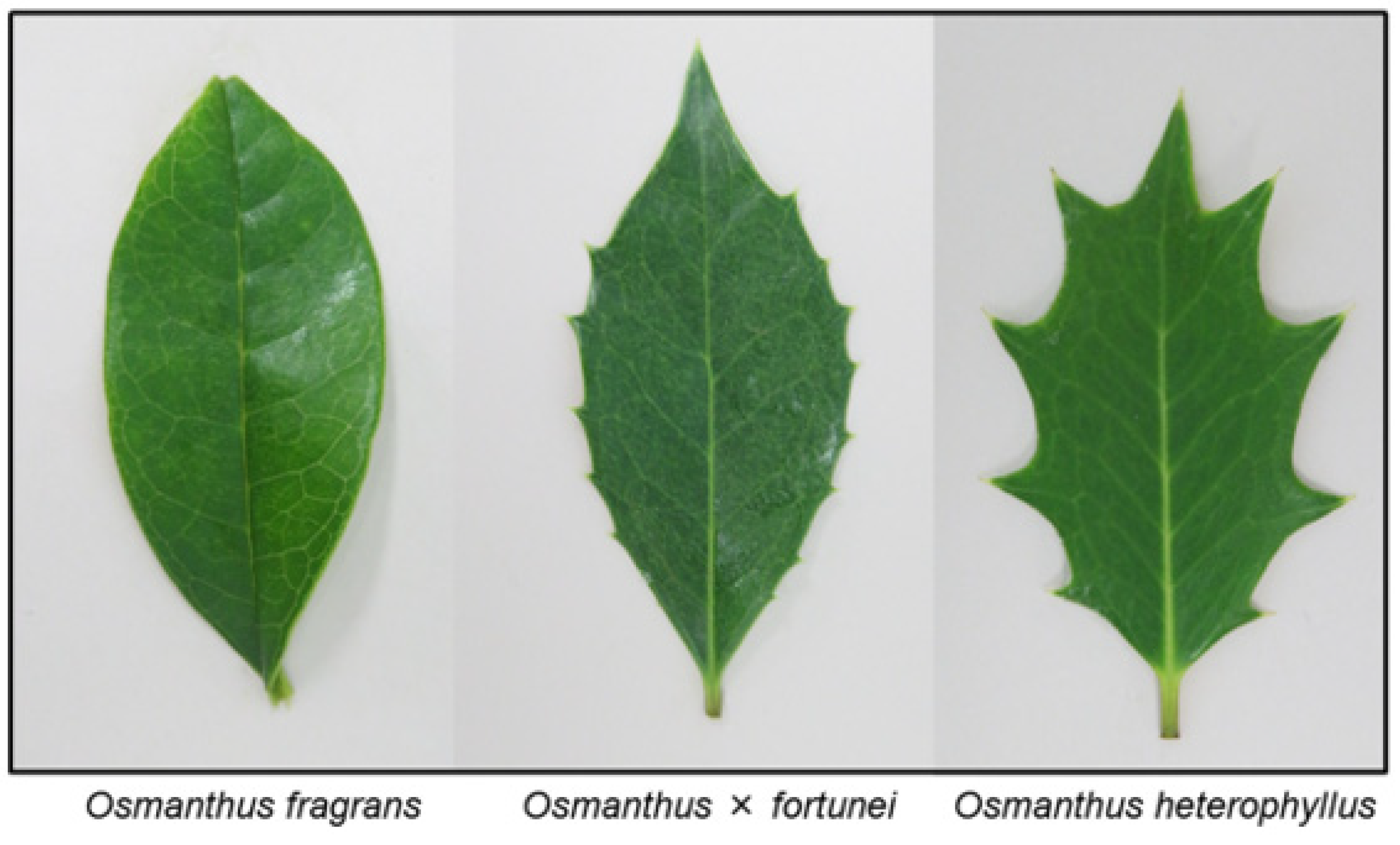 Plants 12 00376 g001