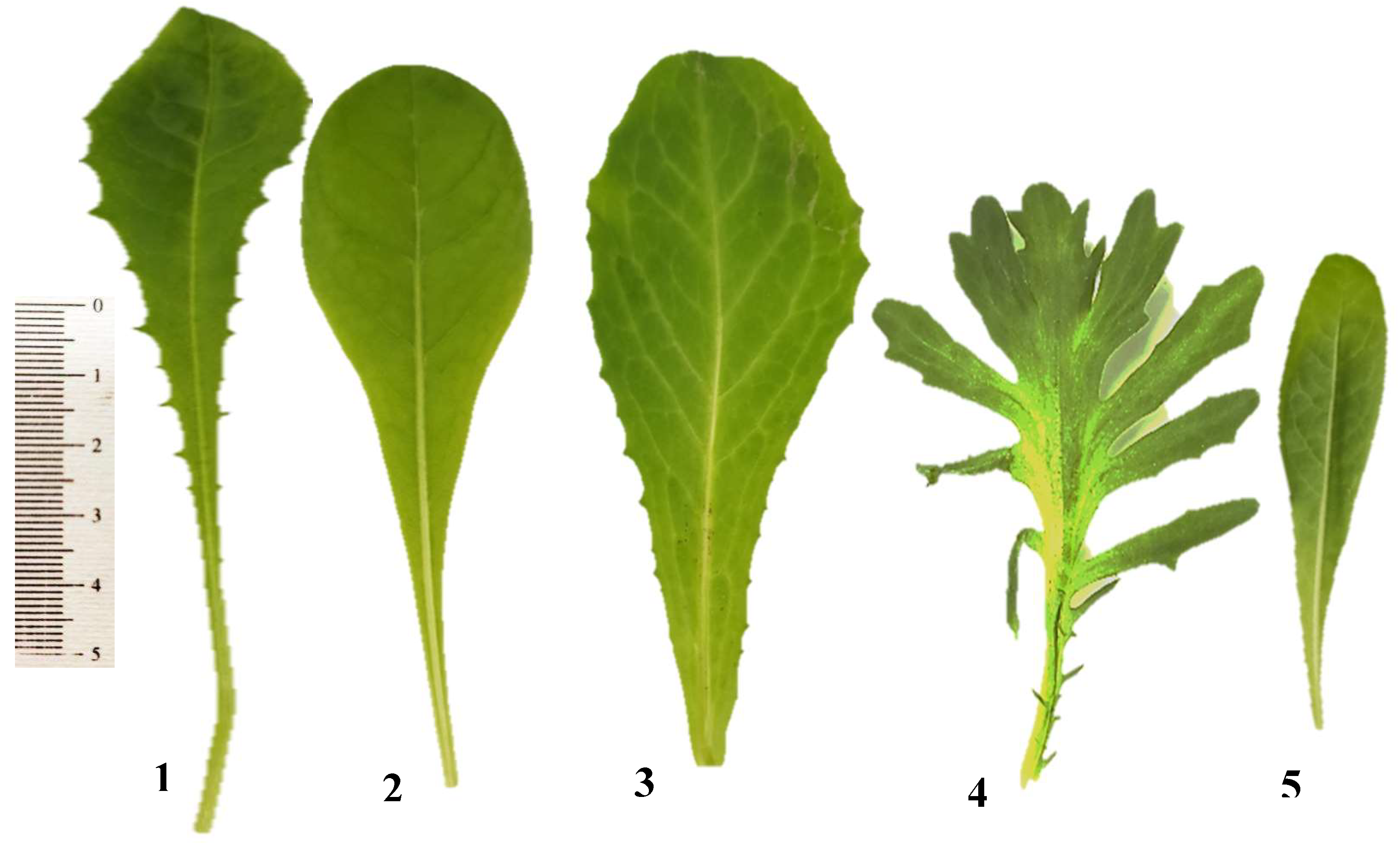 Plants 12 00388 g001